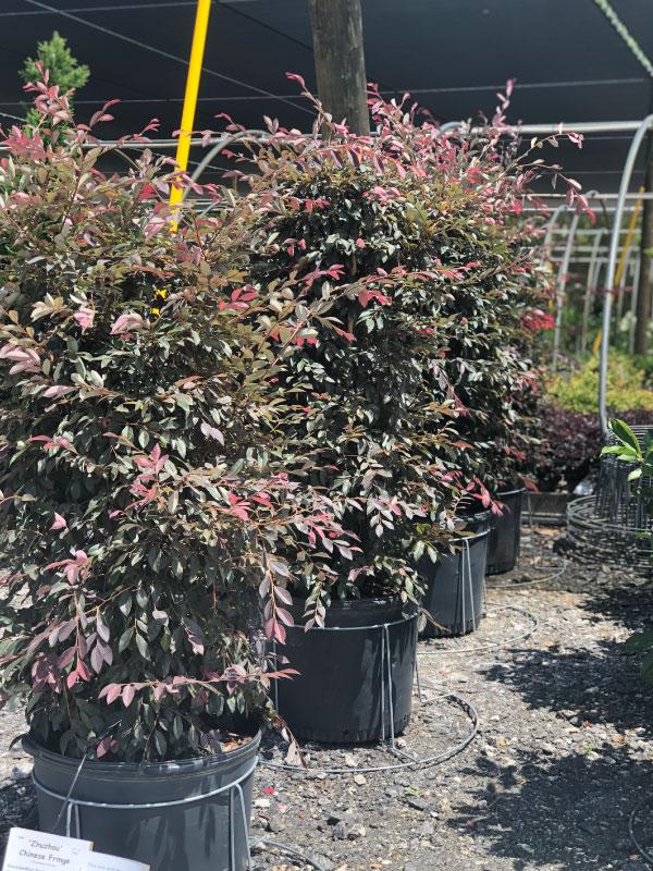 ZhuZhou Loropetalum