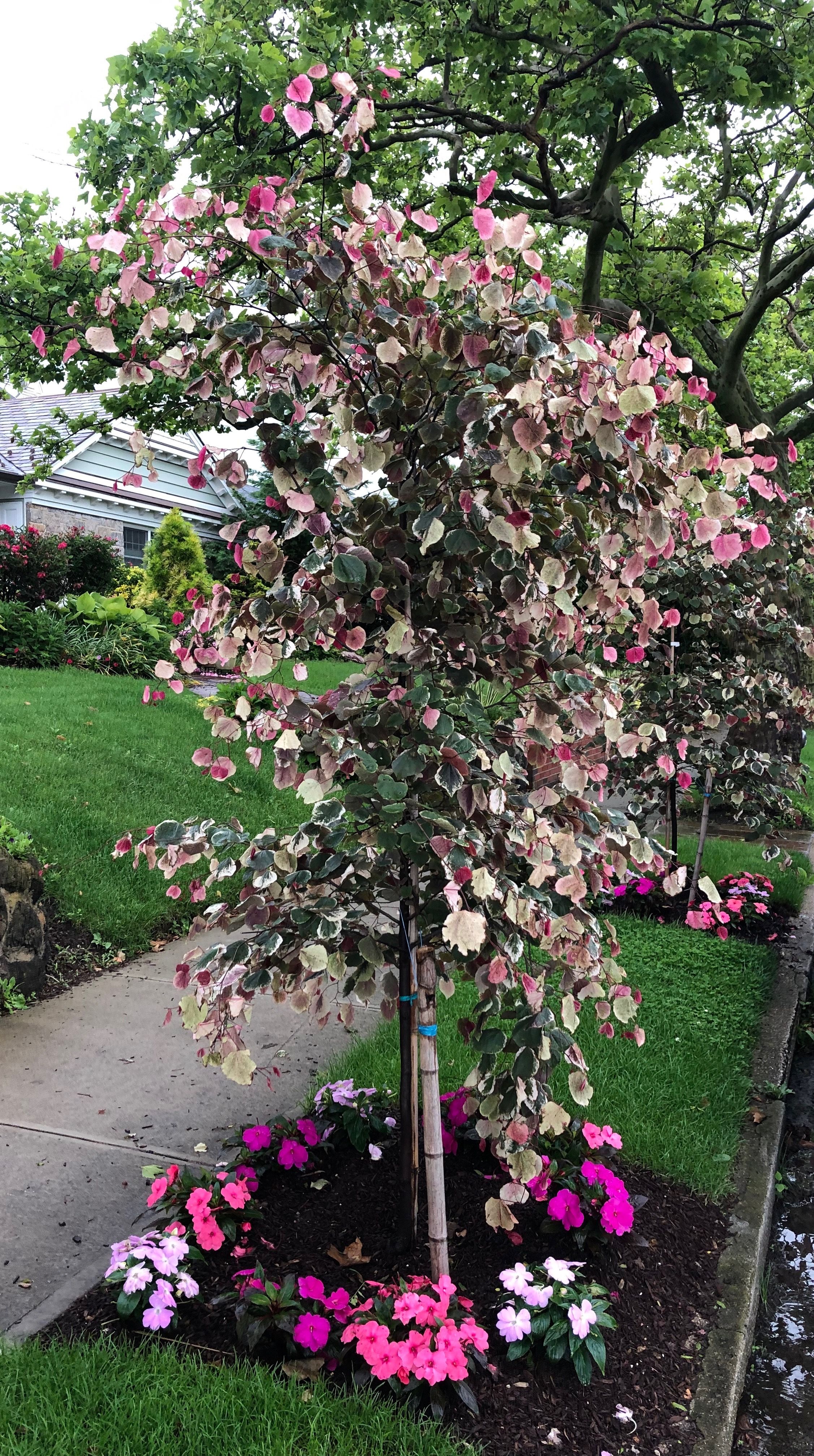 Carolina Sweetheart Redbud
