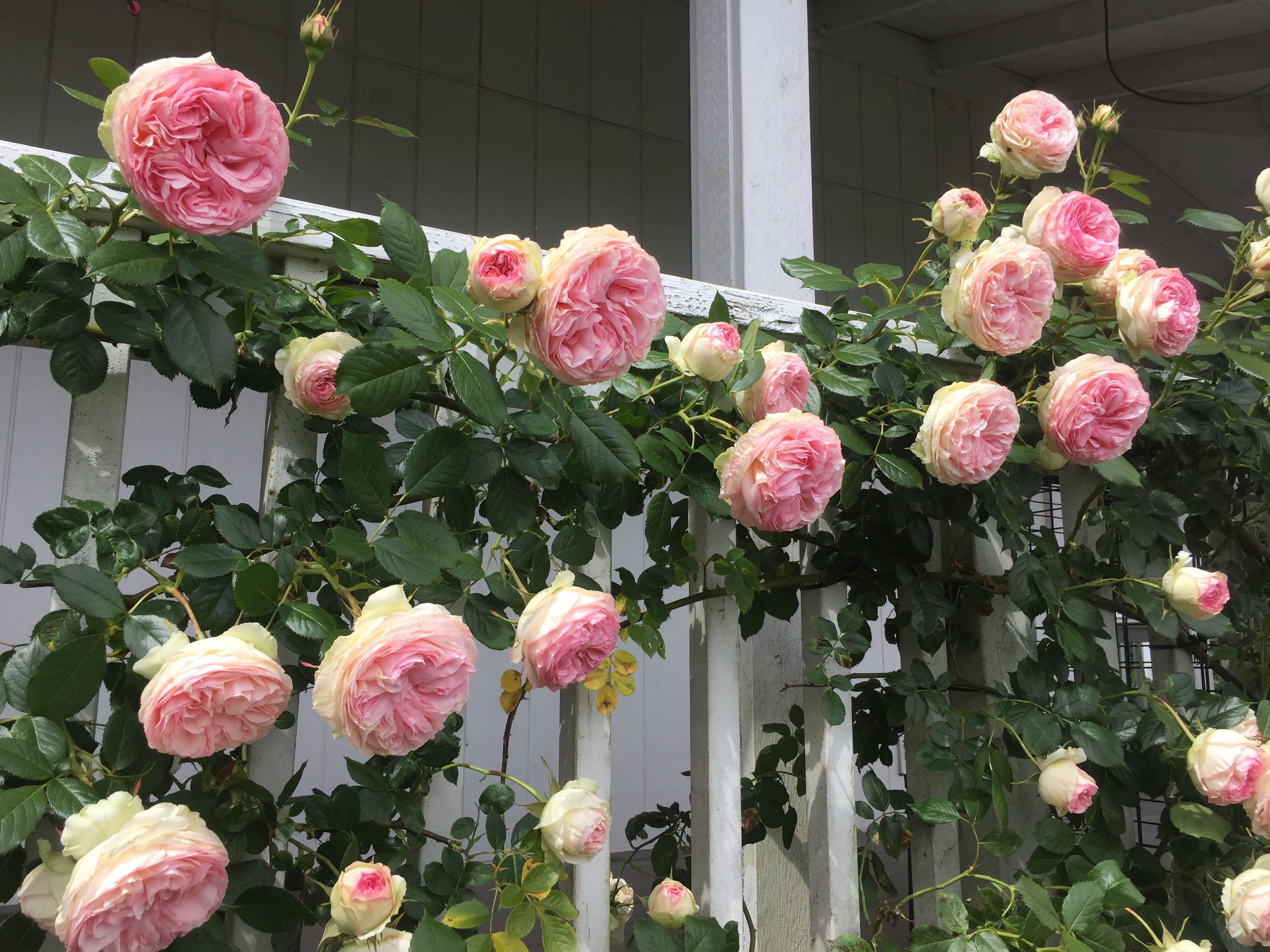 Eden Climbing Rose 5 Gal