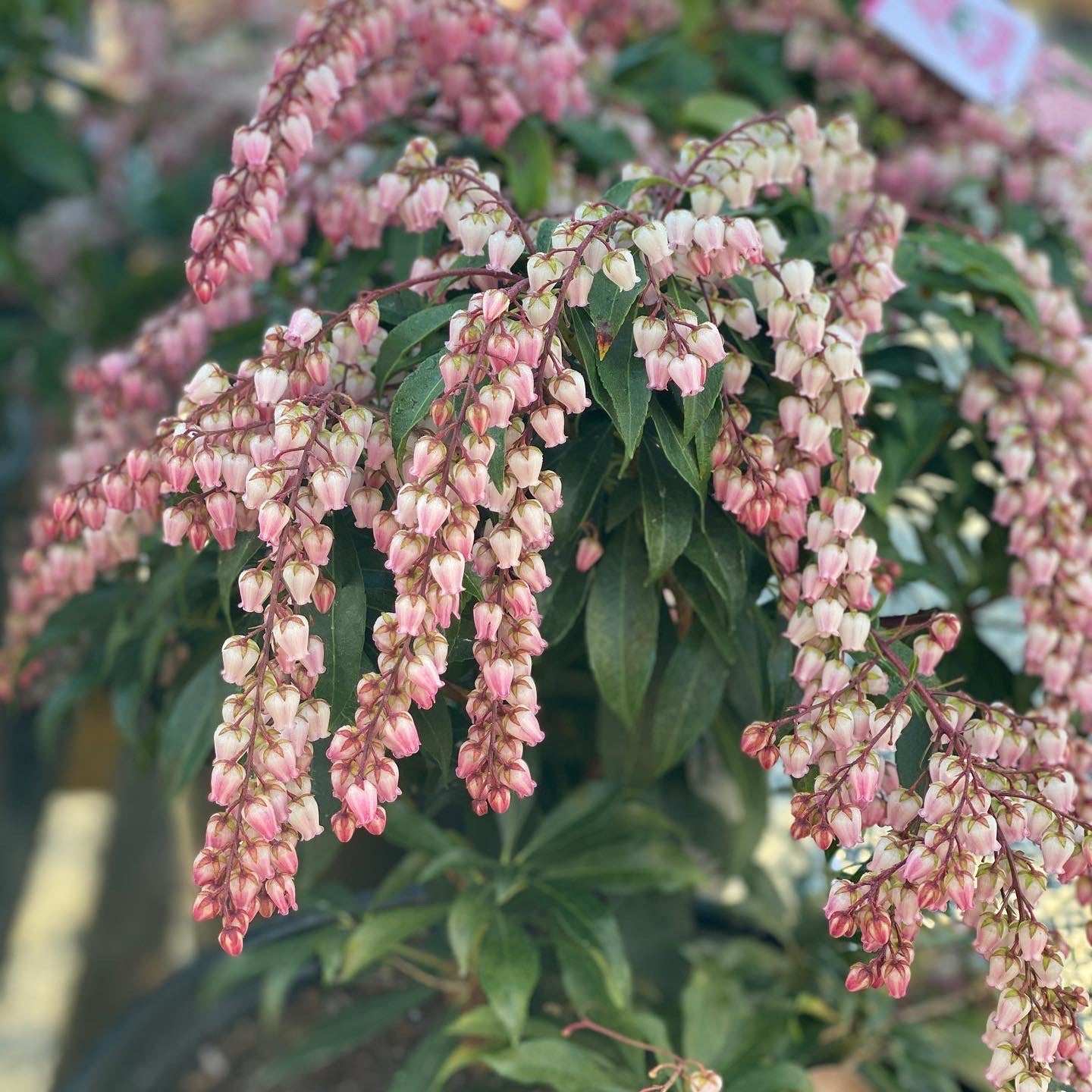 Katsura Pieris 3 Gal