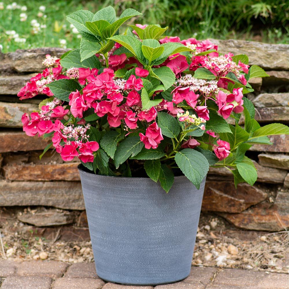 Cherry Explosion Hydrangea 3 Gal