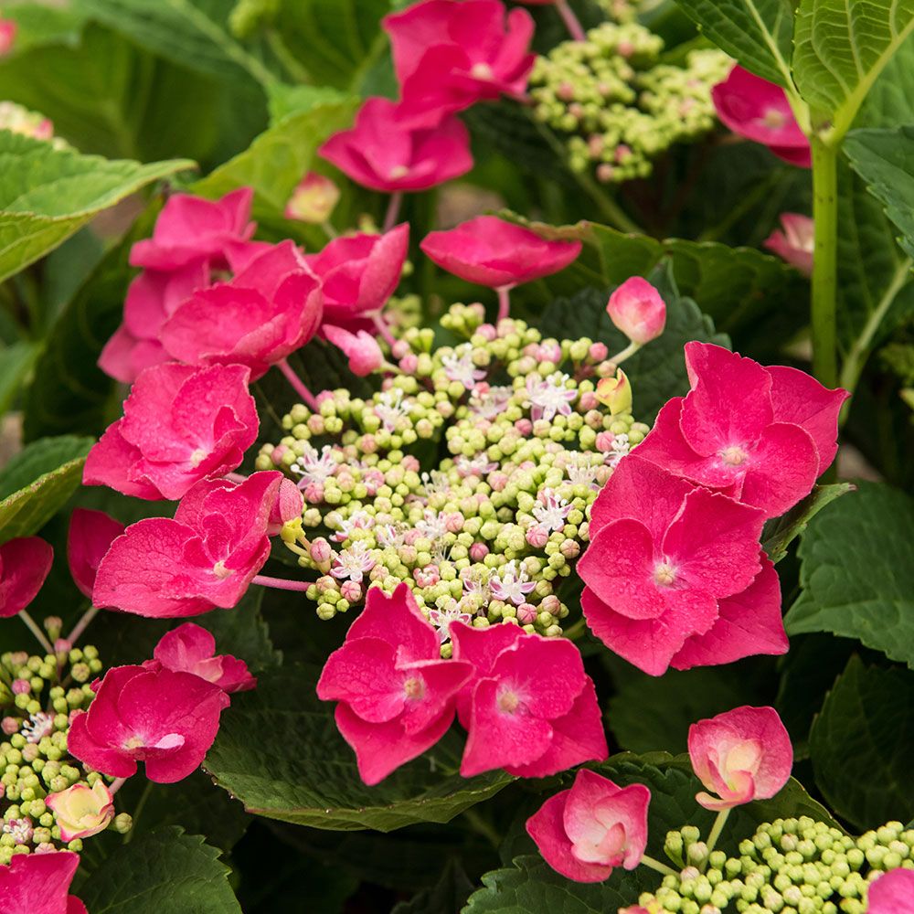 Cherry Explosion Hydrangea 3 Gal