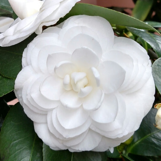 White by the Gate Camellia