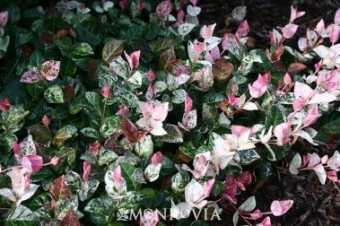 Snow-n-Summer Asiatic Jasmine
