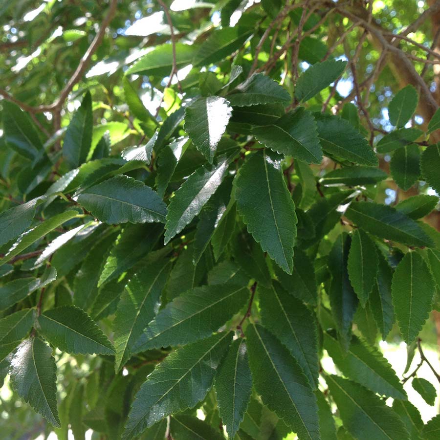 Allee Elm