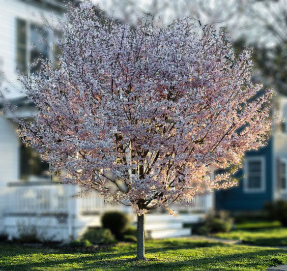 Autumnalis Cherry