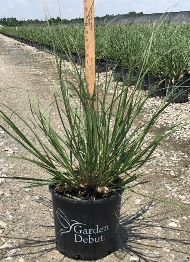 Blue Bayou Pampas Grass 3 Gal