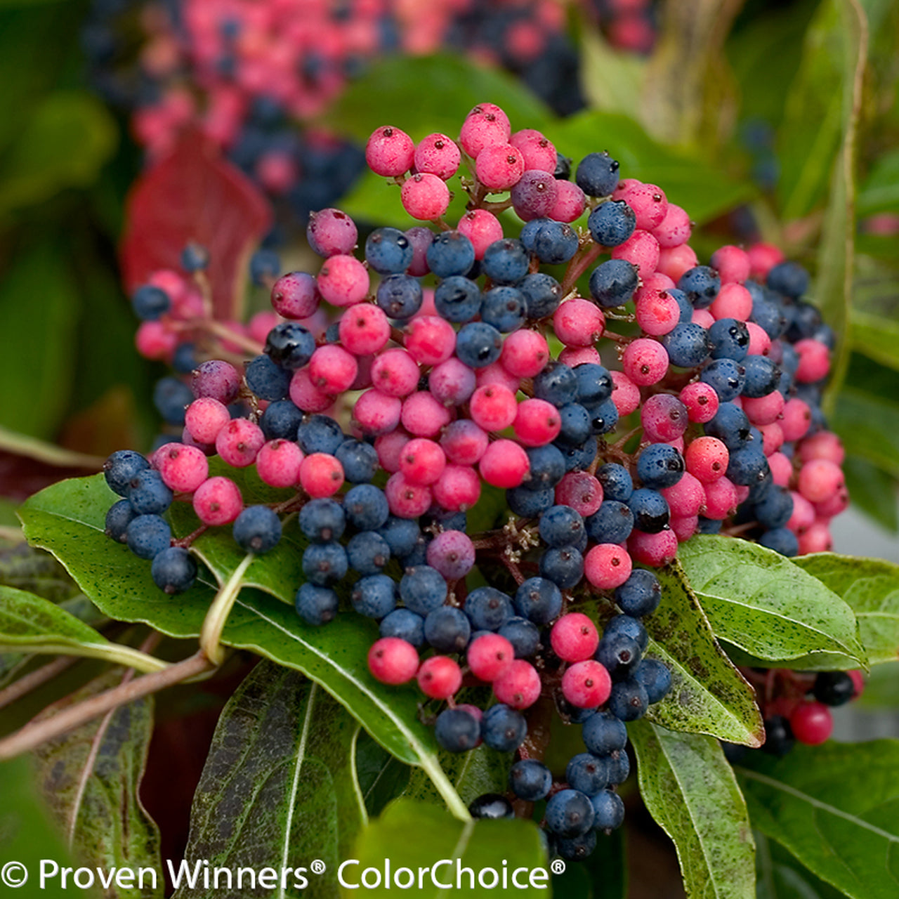 Brandywine Viburnum 3 Gal