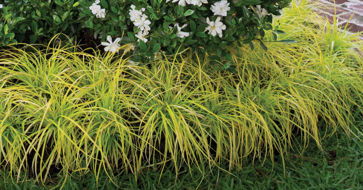 Everglow Carex 1 Gal