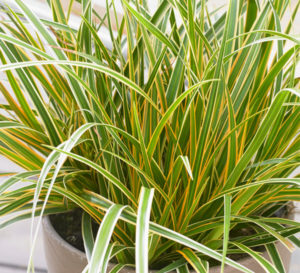 Everglow Carex 1 Gal