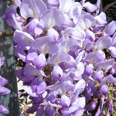 Lavender Falls Wisteria 5 Gal