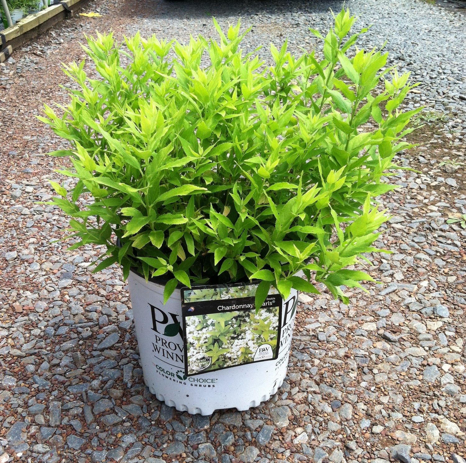 Chardonnay Pearls Deutzia 3 Gal