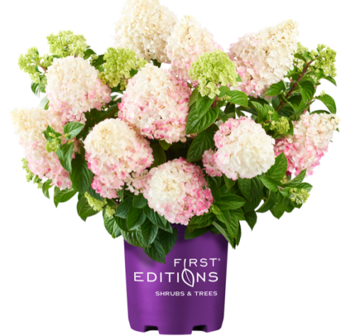 Vanilla Strawberry Hydrangea 3 Gal