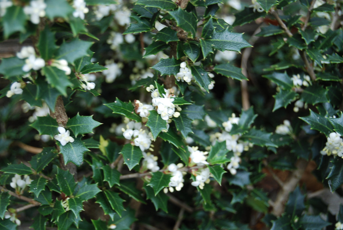 Fragrant Princess Osmanthus 3 Gal