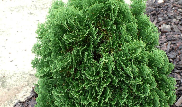 Hot Head Arborvitae 2&3 Gal