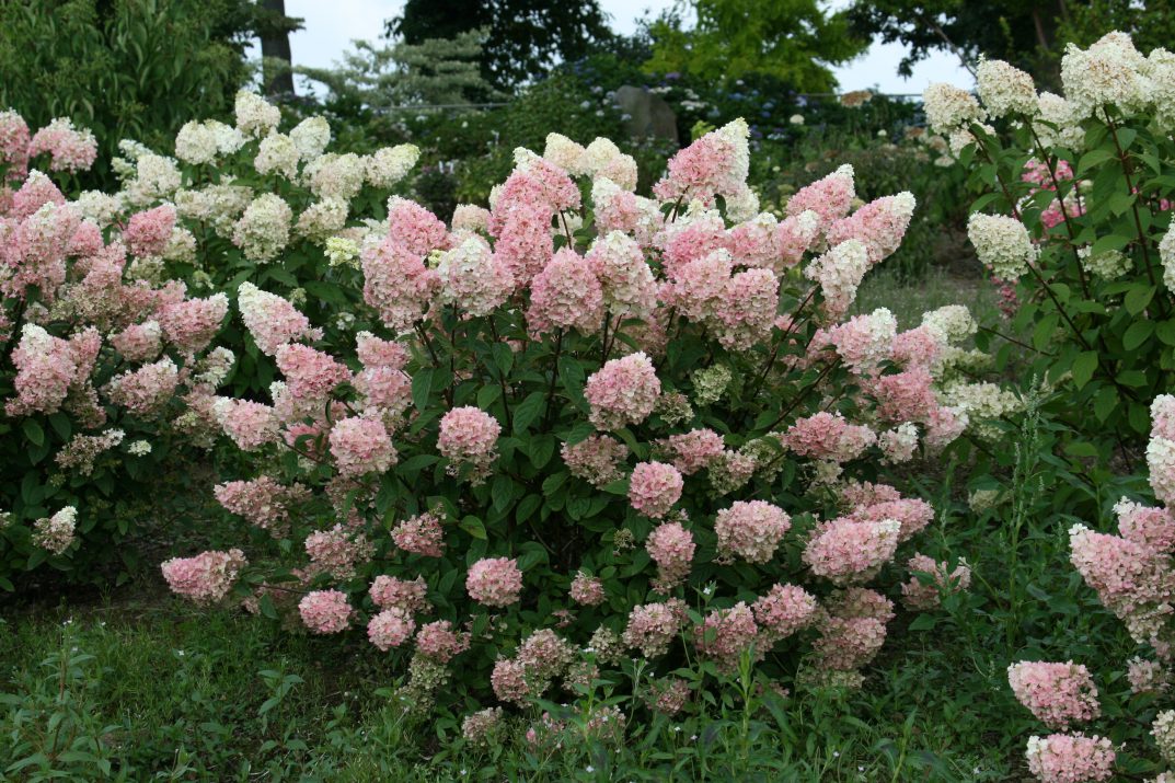 Strawberry Sundae Hydrangea 2&3 Gal