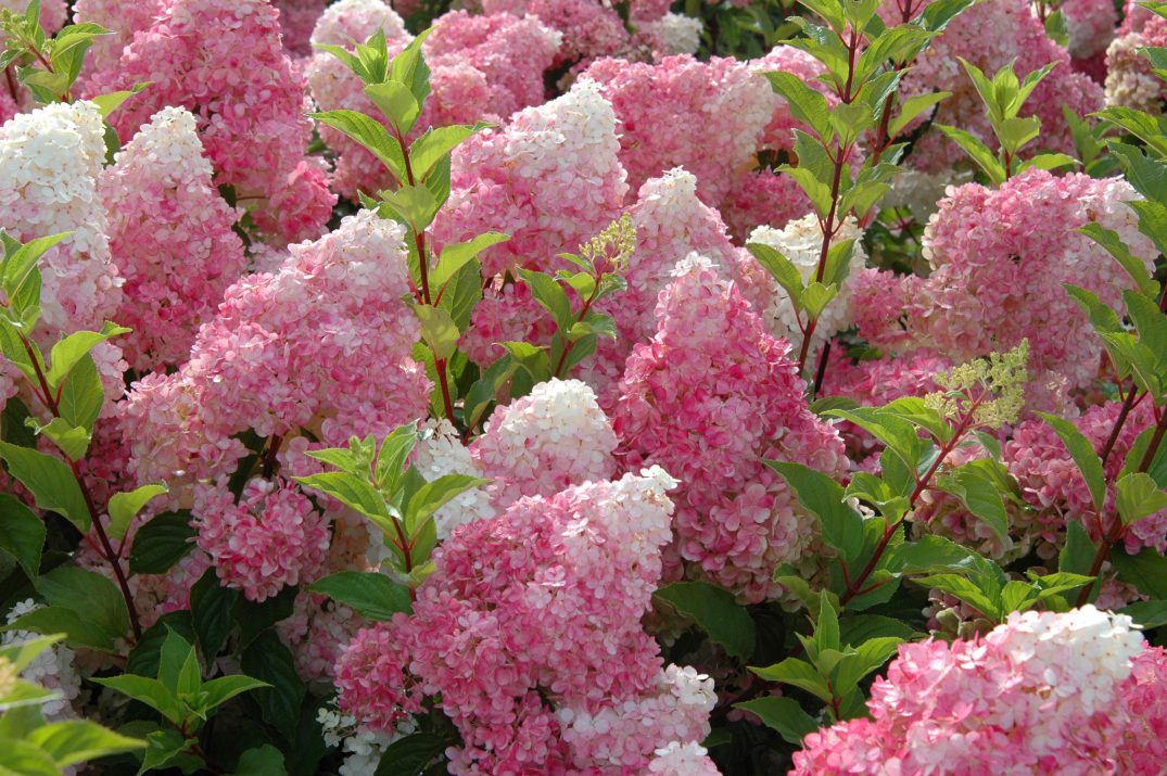 Vanilla Strawberry Hydrangea 3 Gal