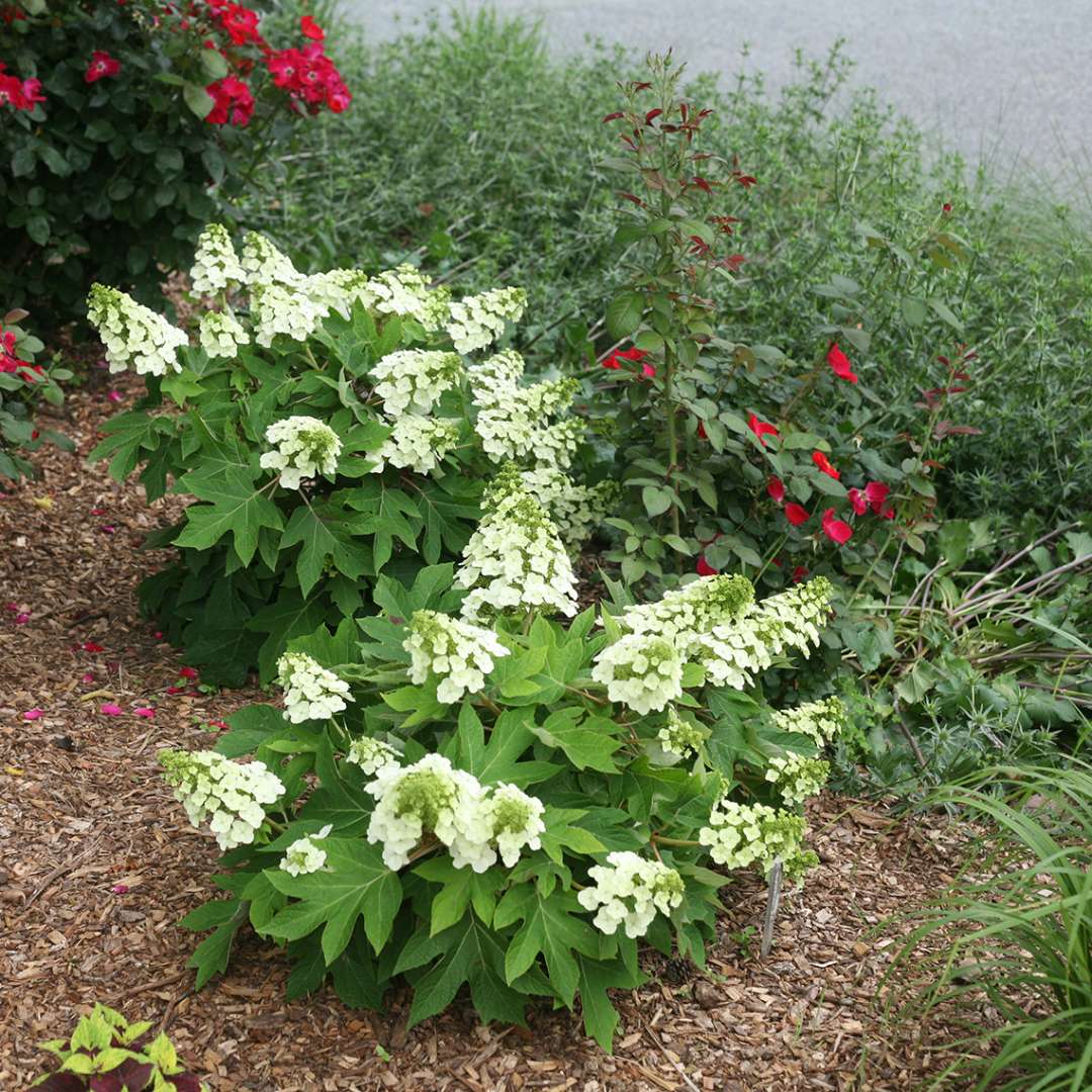 Munchkin Oakleaf Hydrangea 2&3 Gal