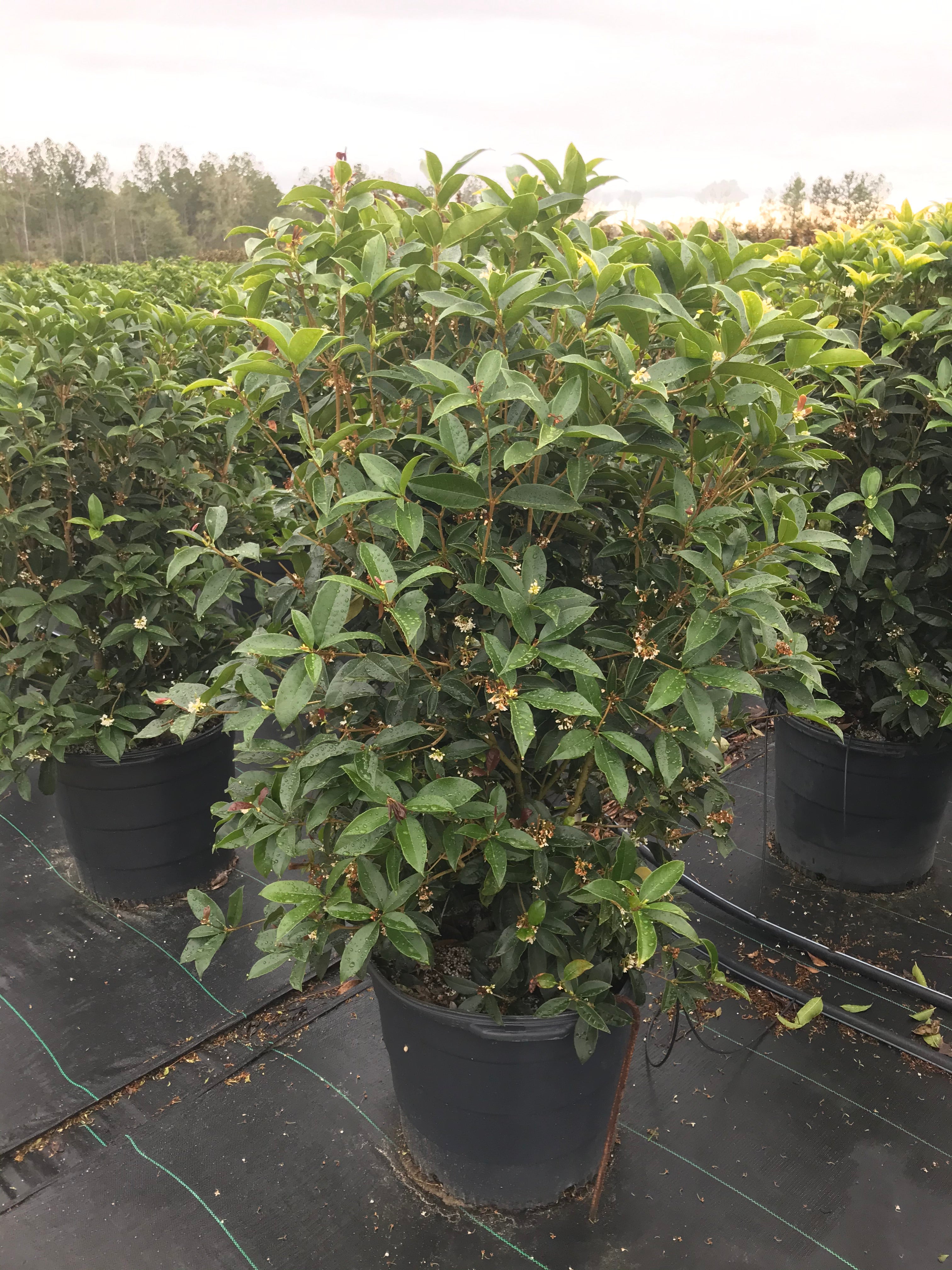 Fragrant Tea Olive
