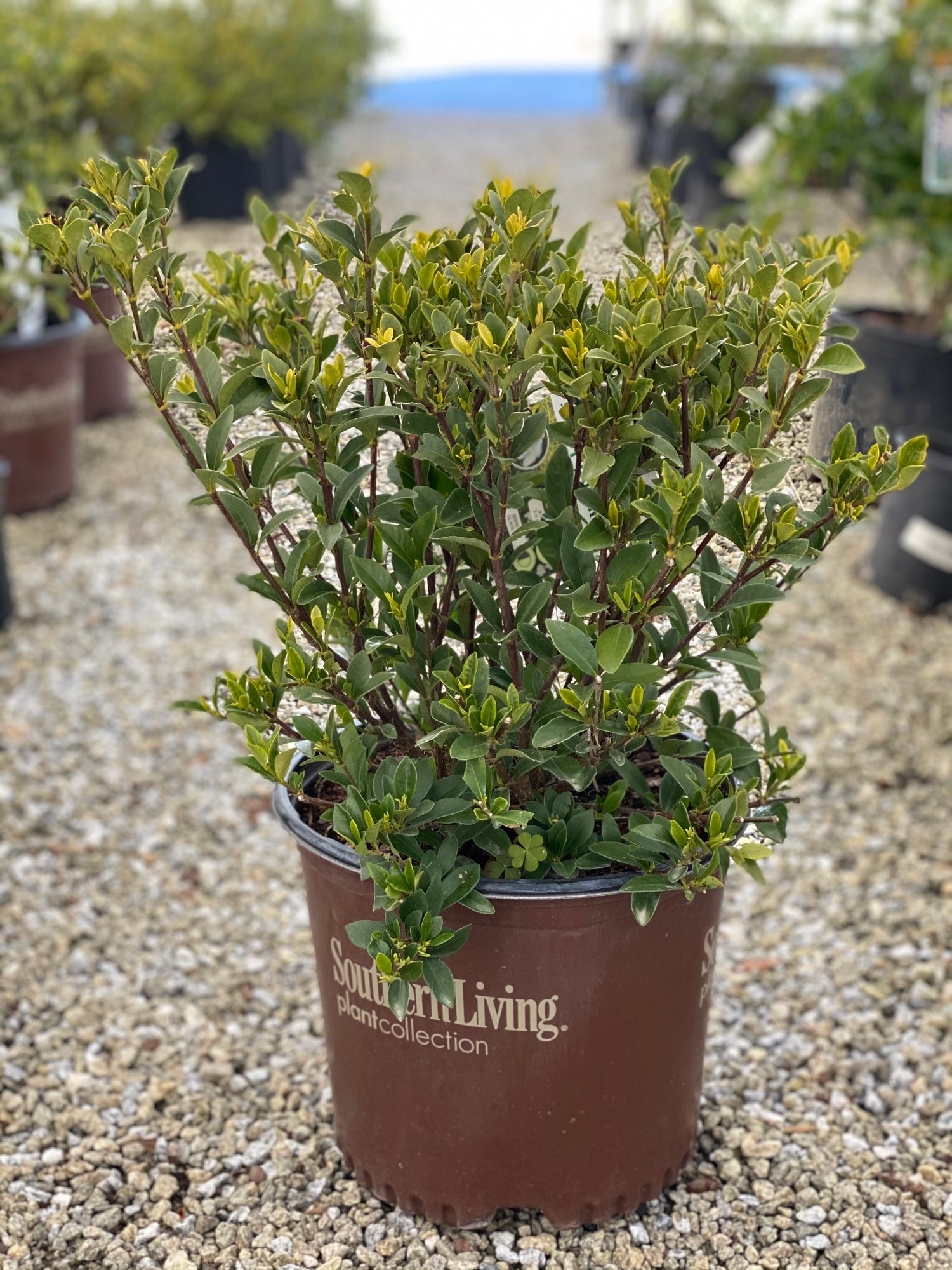 Jubilation Gardenia 3 Gal