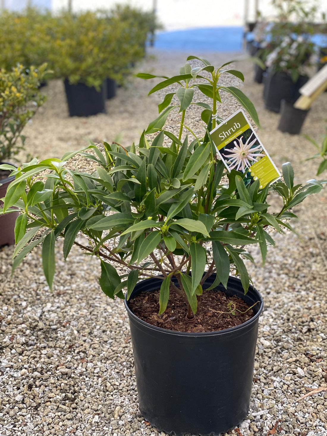 Orion Anise 3 Gal