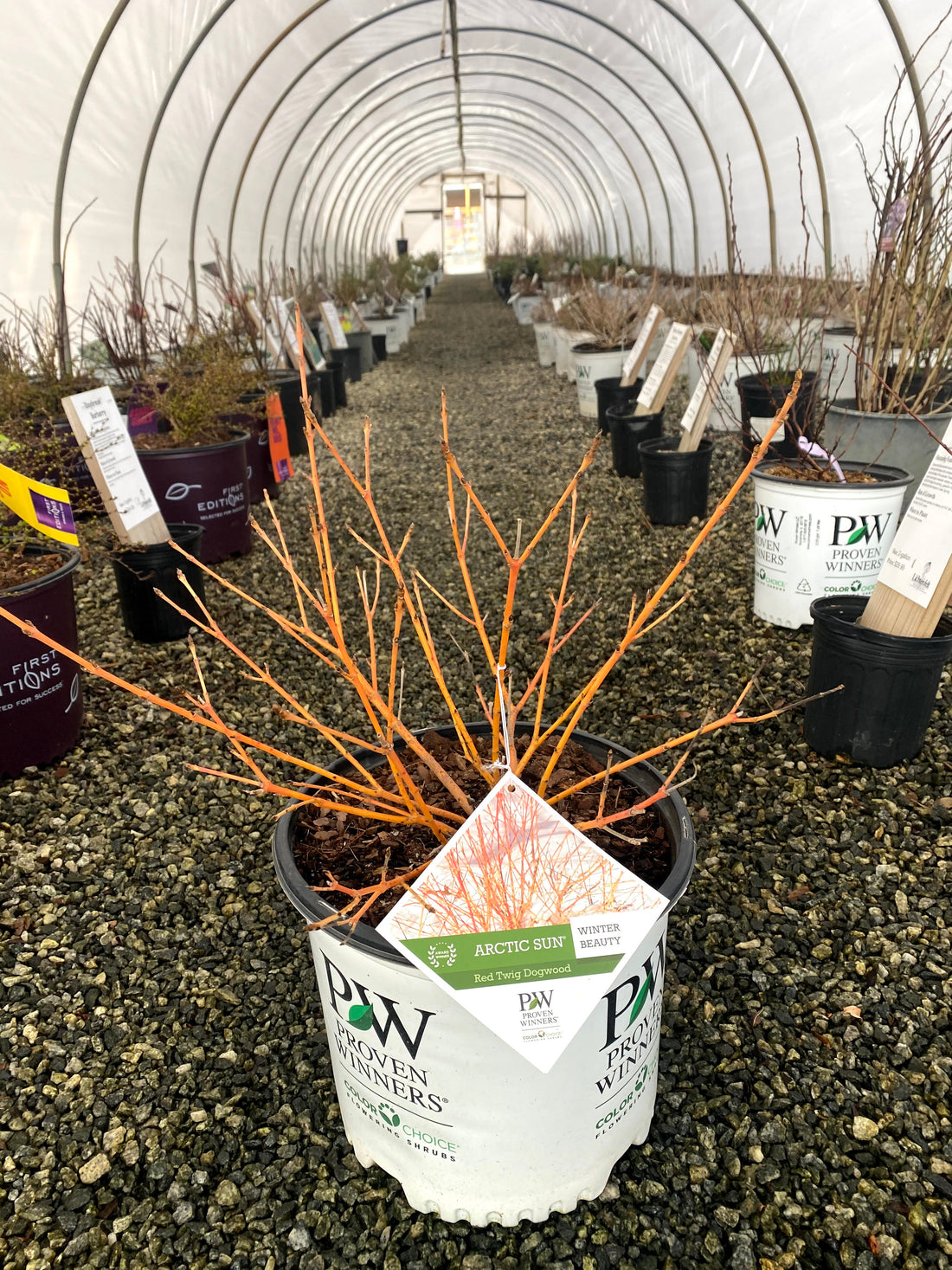 Arctic Sun Yellow Twig Dogwood 3 Gal