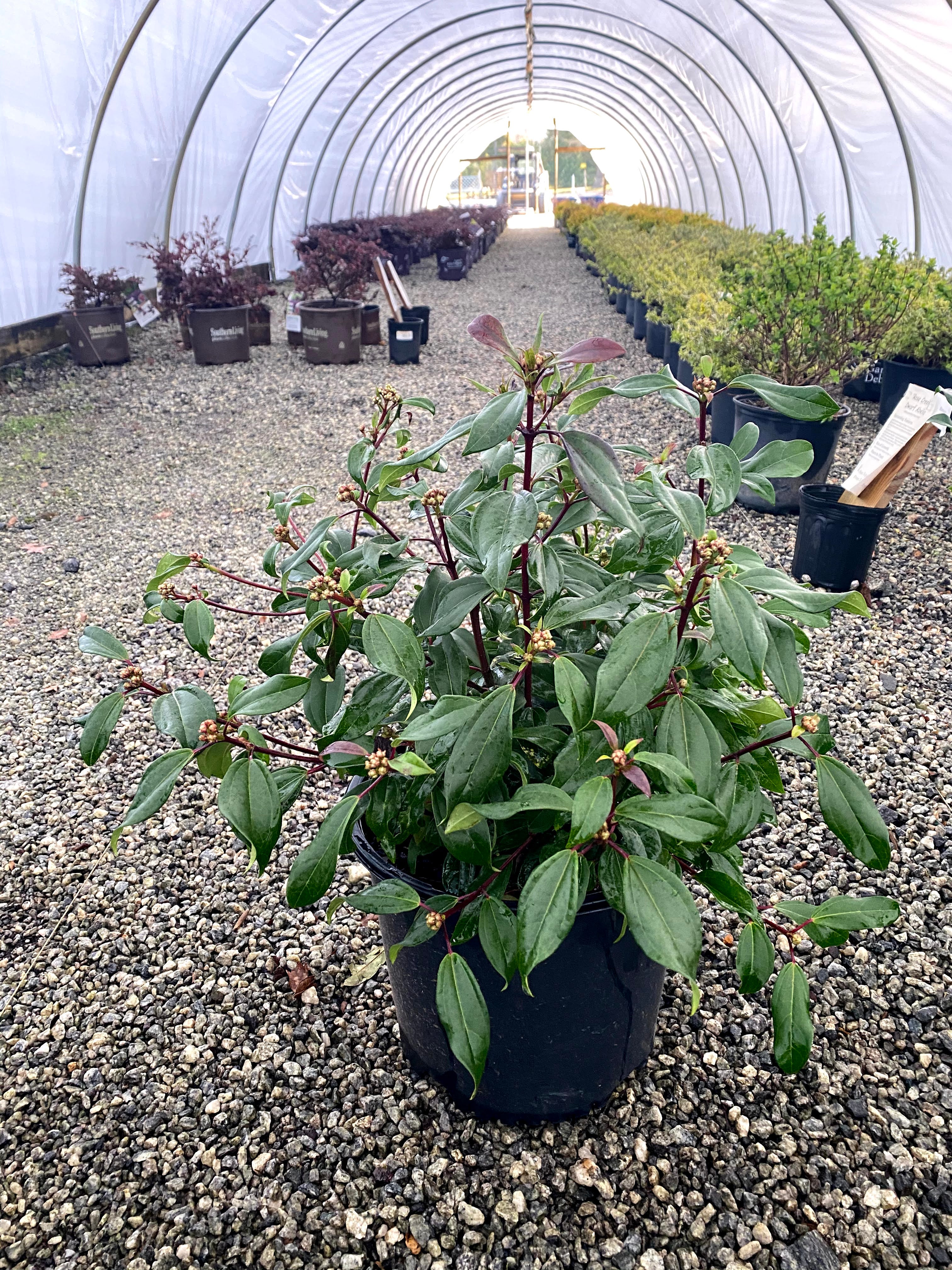 Moonlit Lace Viburnum 3 Gal