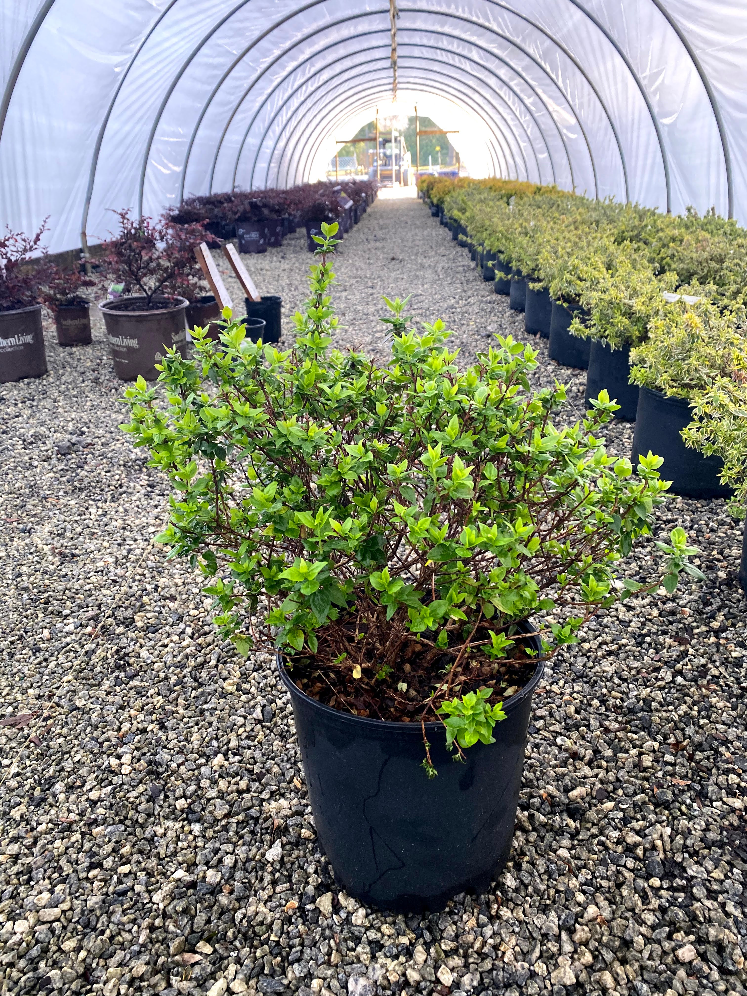 Rose Creek Abelia 3 Gal