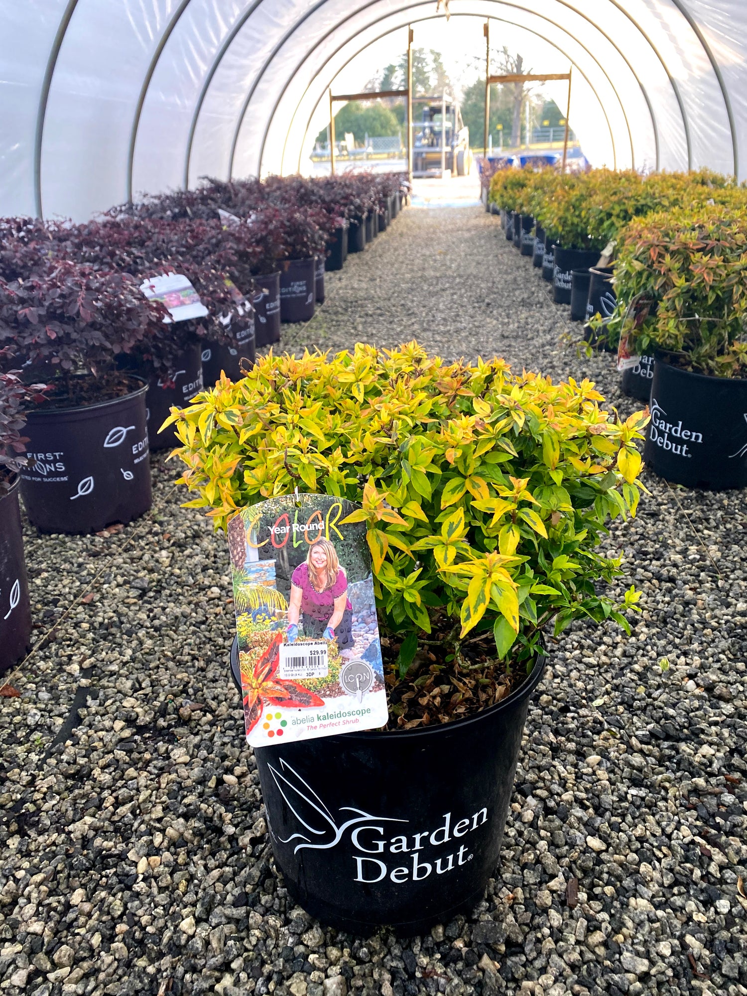 Kaleidoscope Abelia 3 Gal
