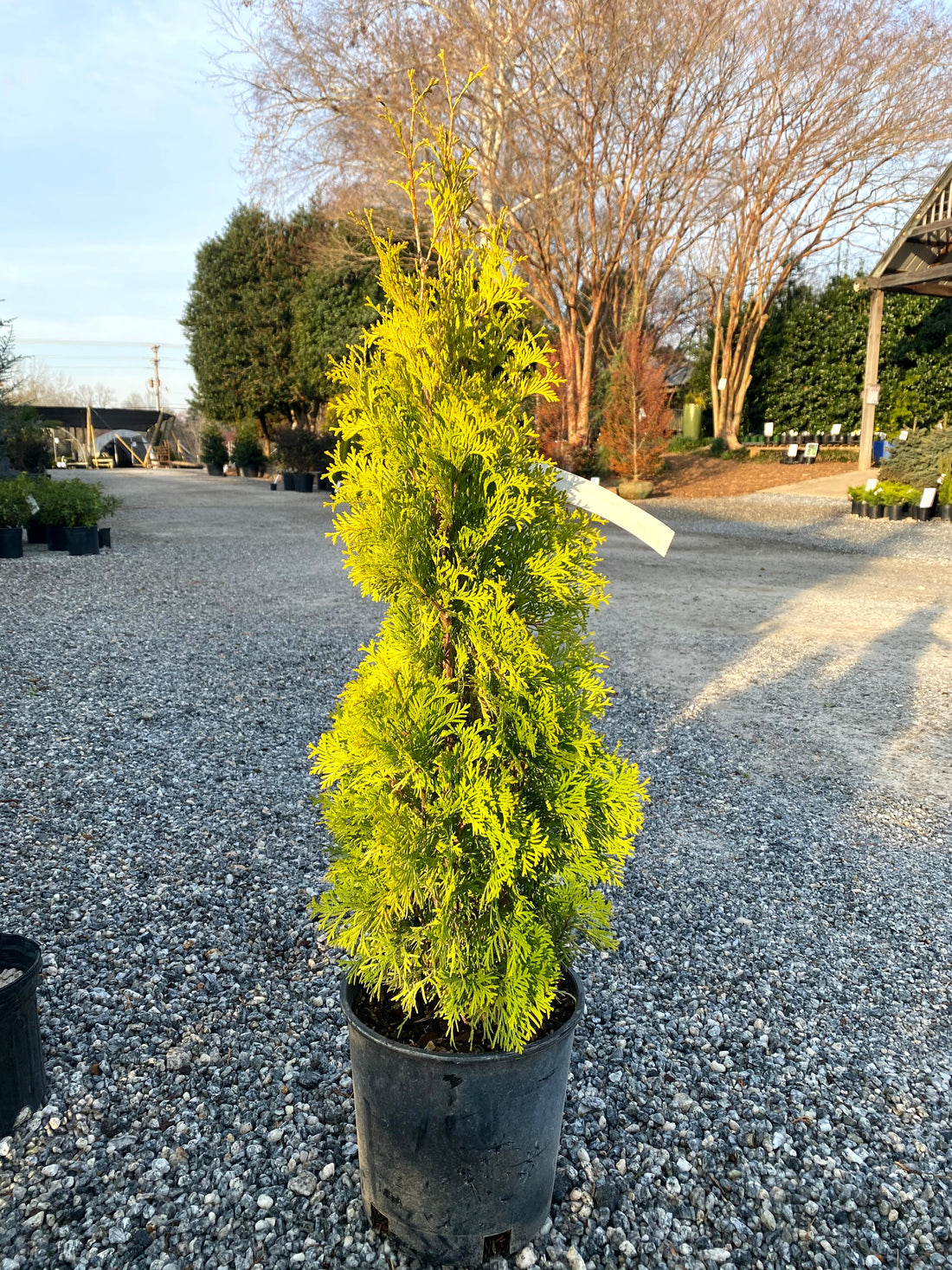 Jantar Arborvitae