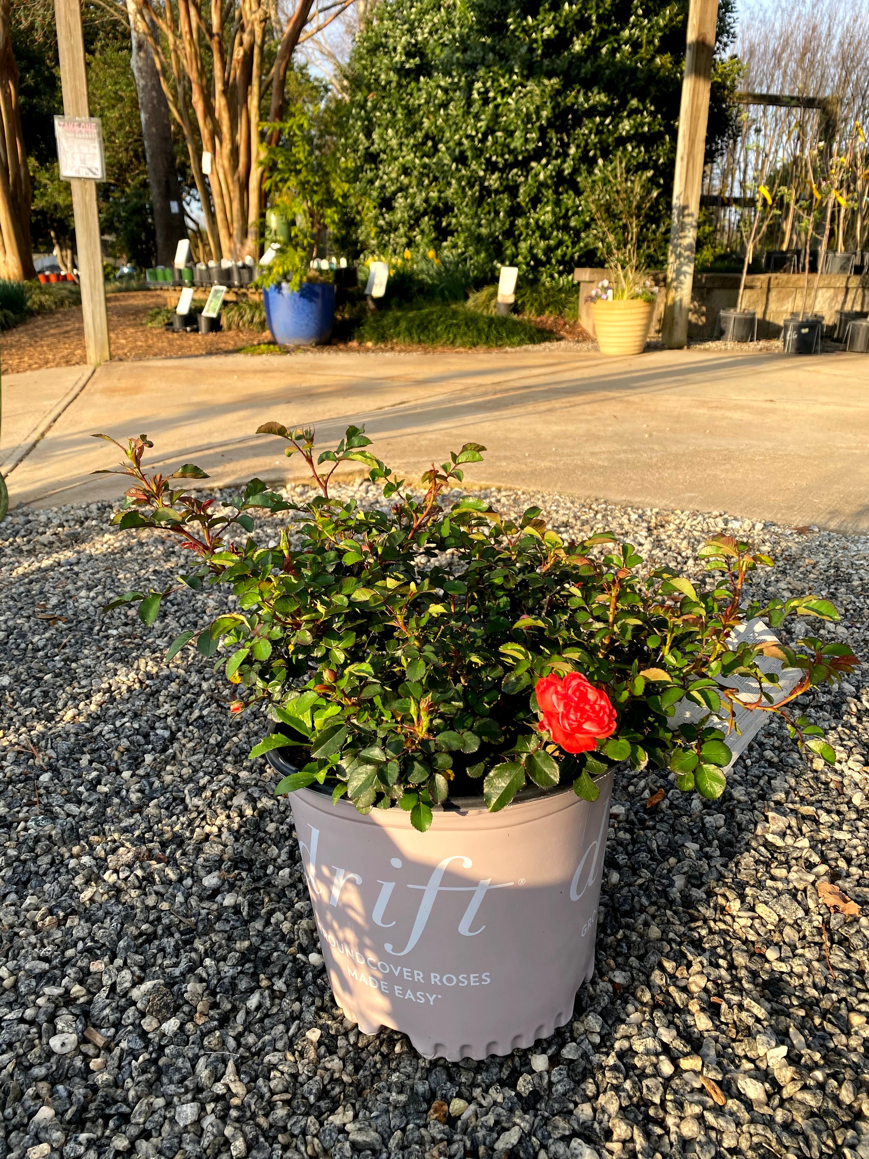 Coral Drift Rose 2&3 Gal