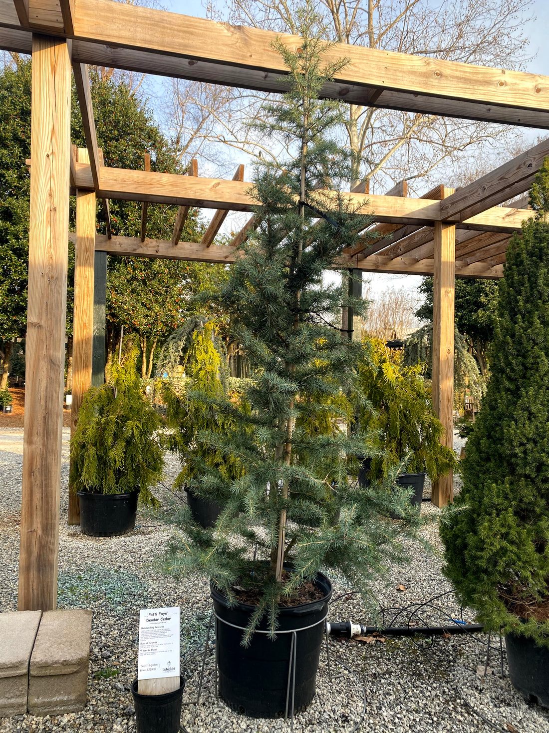 Patti Faye Deodar Cedar 15 Gal