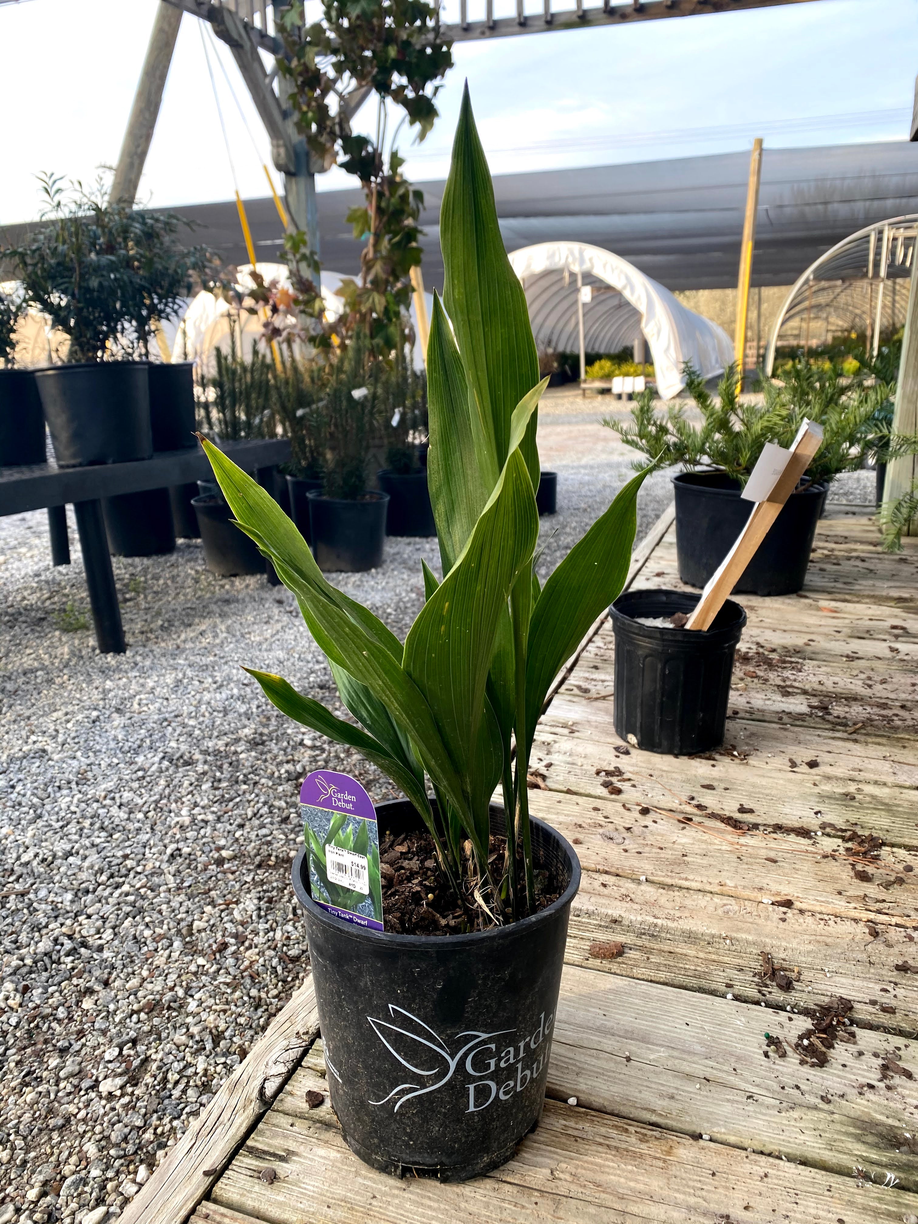 Tiny Tank Aspidistra 1 Gal