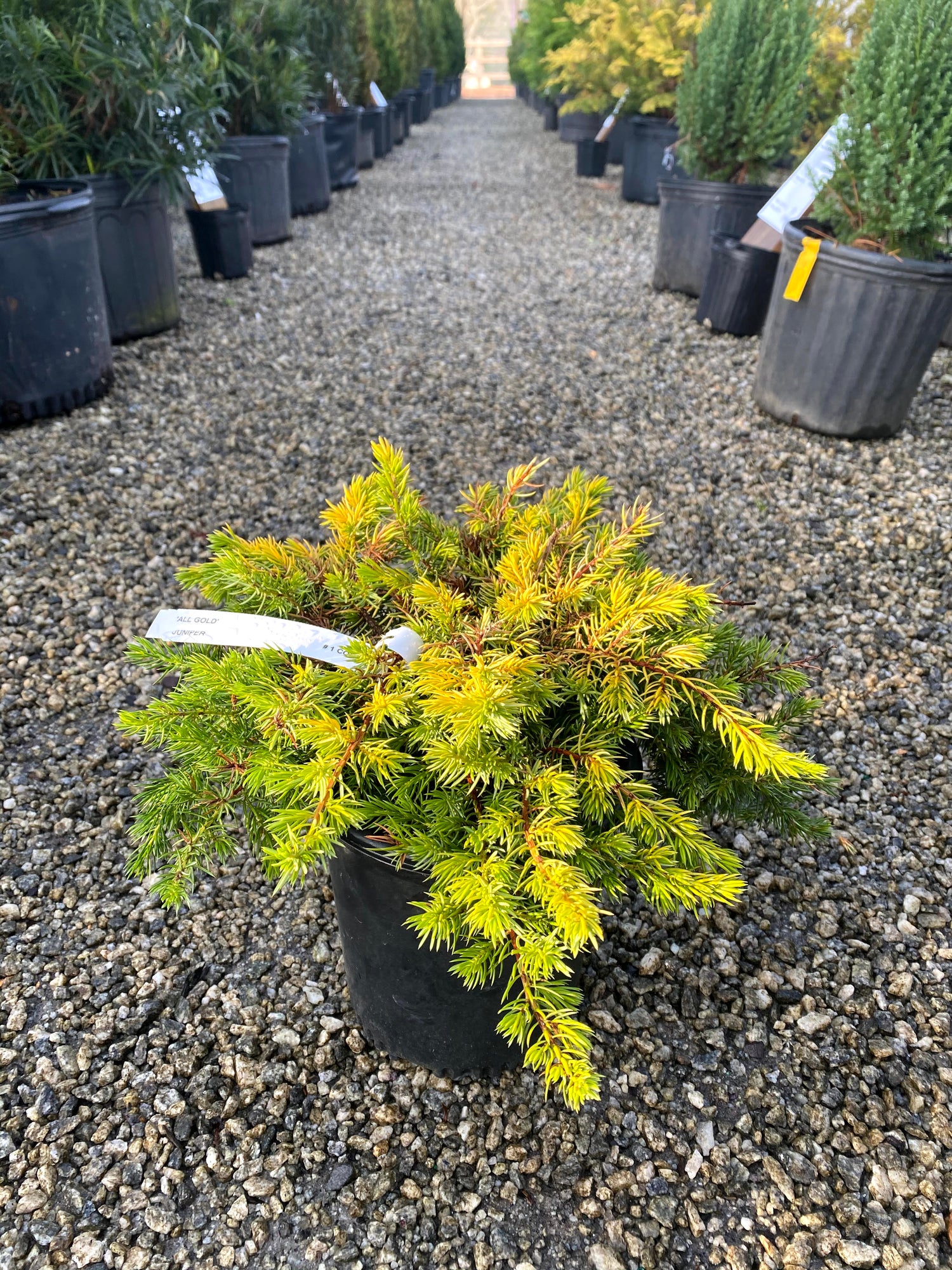 All Gold/Golden Pacific Juniper