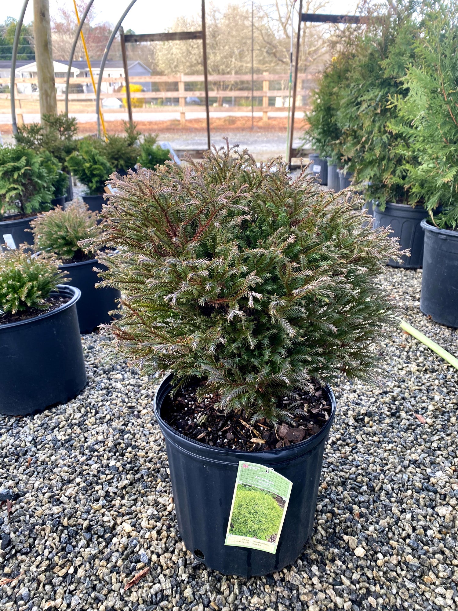 Mr. Bowling Ball Arborvitae 3 Gal