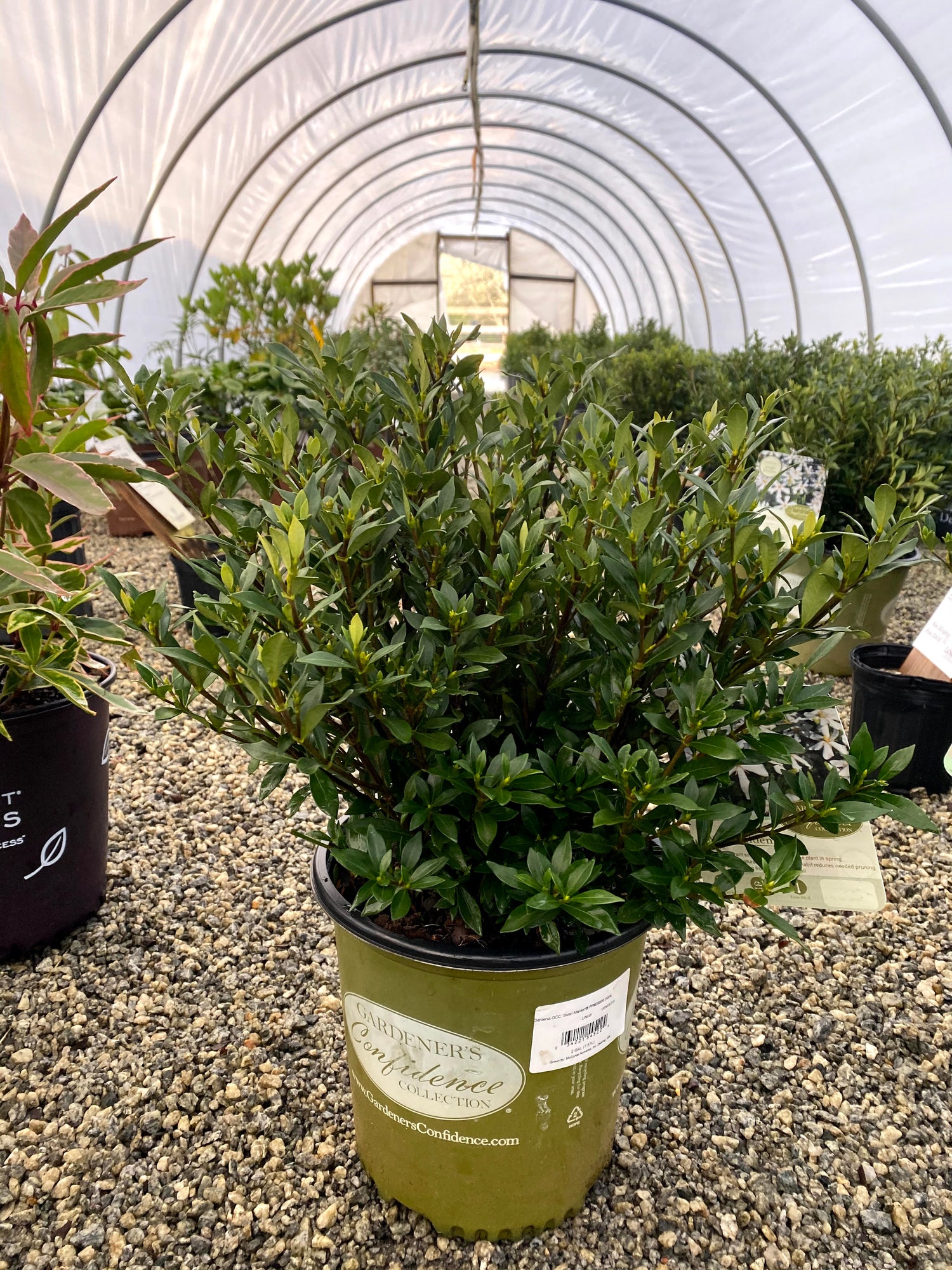 Swan Maiden Gardenia 2&3 Gal