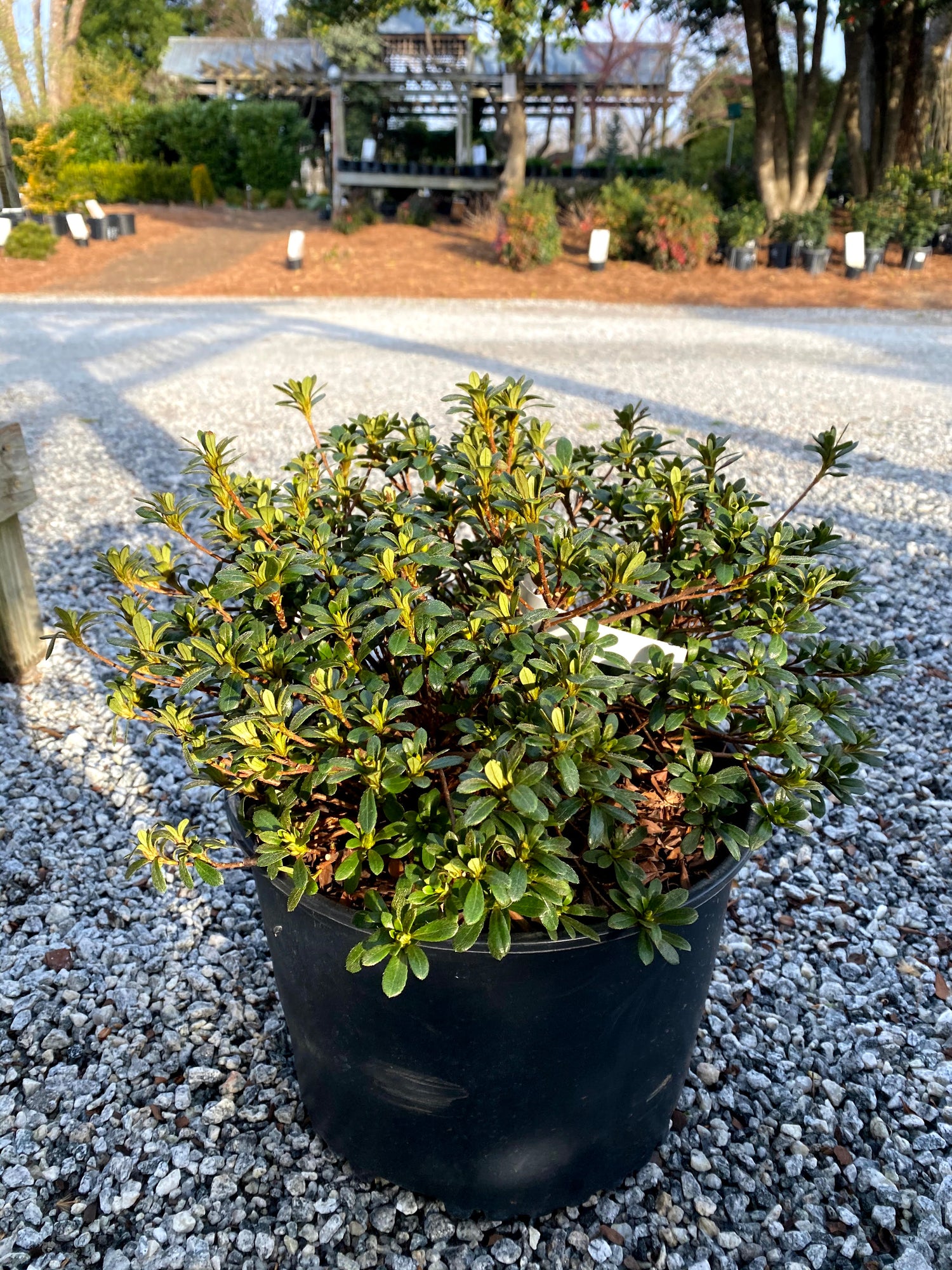 Pink Gumpo Azalea 3 Gal
