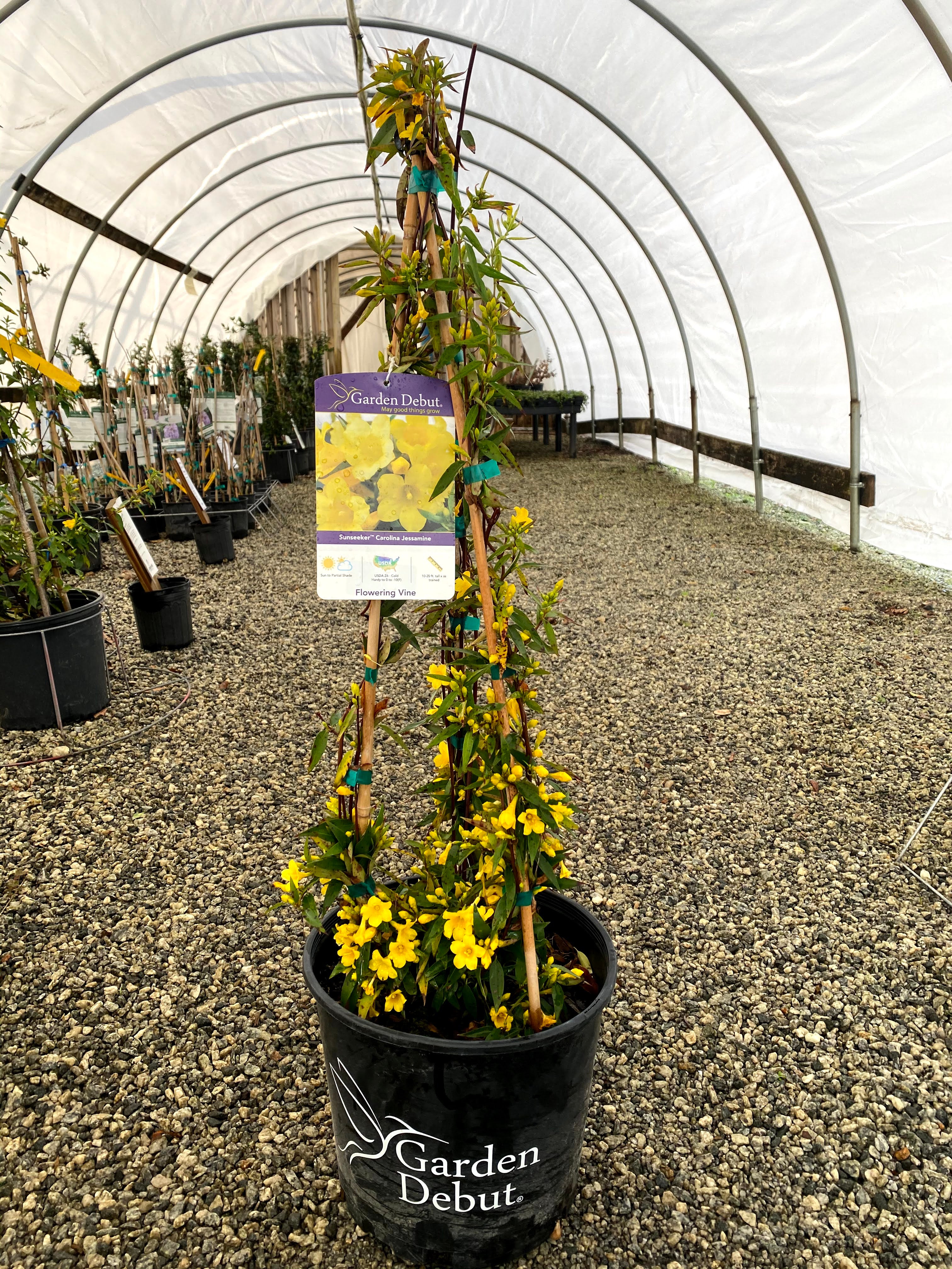 Sunseeker Carolina Jessamine 3 Gal
