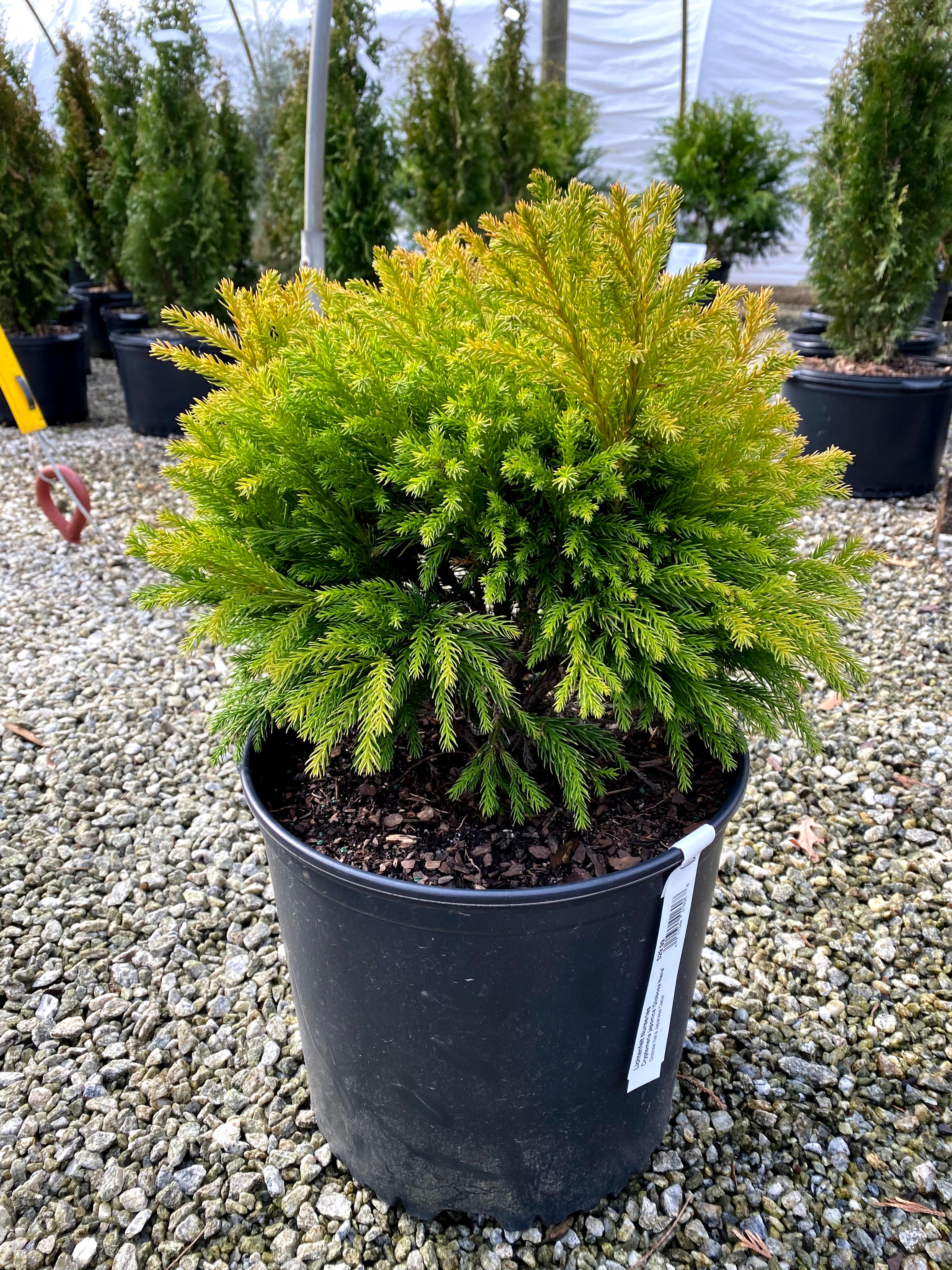 Globosa Nana Cryptomeria 3 Gal