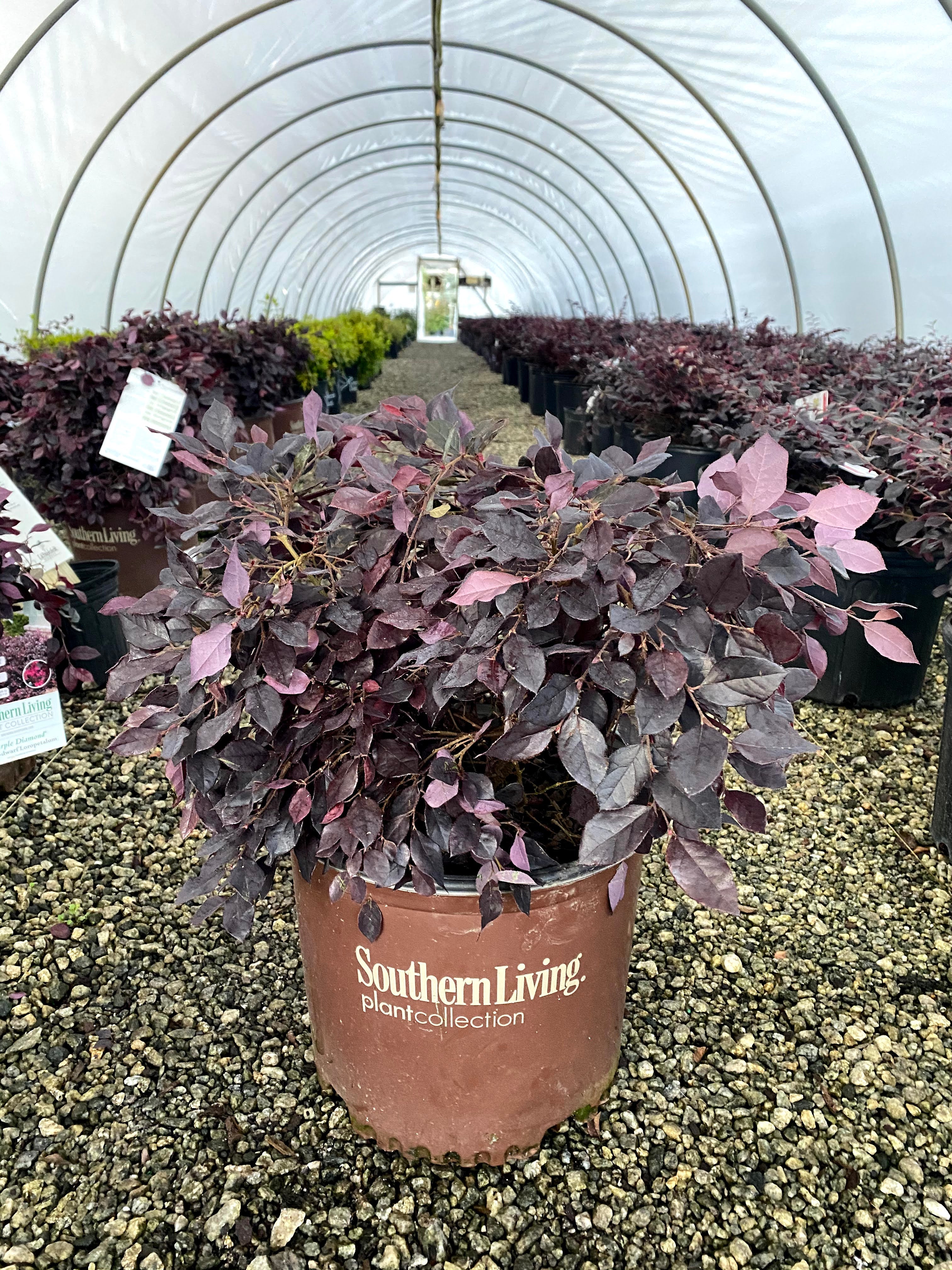 Purple Diamond Loropetalum 3 Gal