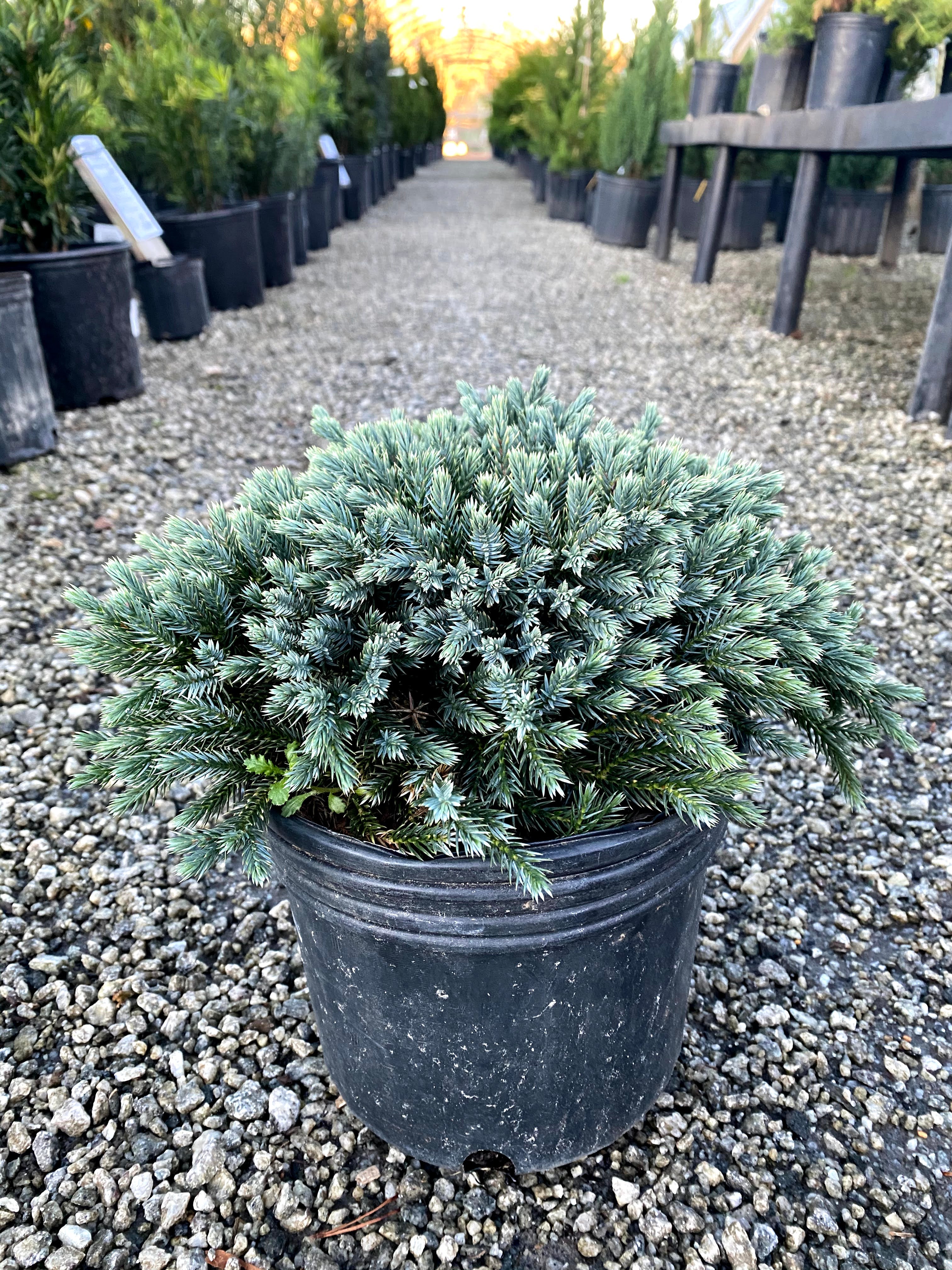 Blue Star Juniper 1 Gal