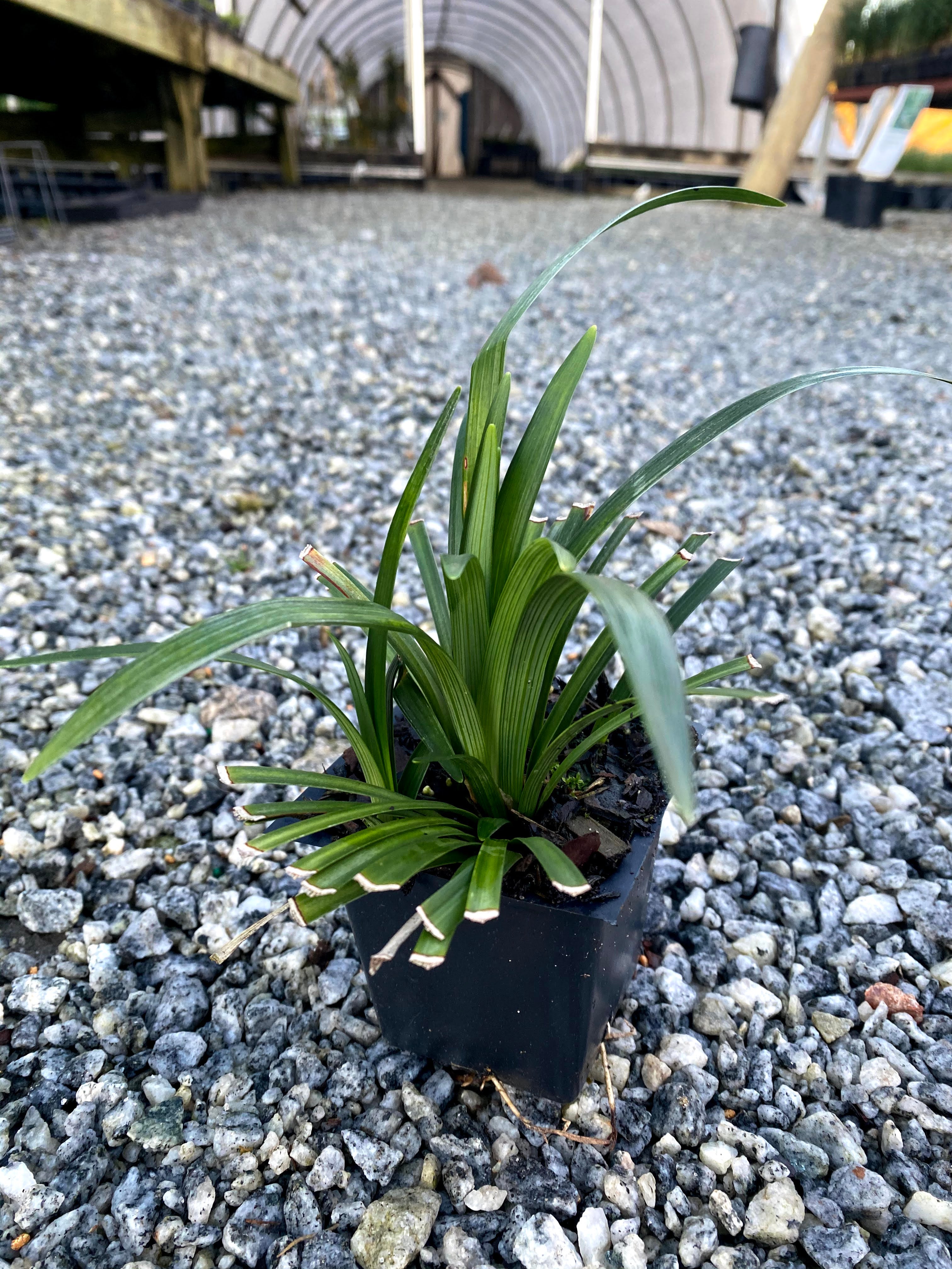 Big Blue Liriope