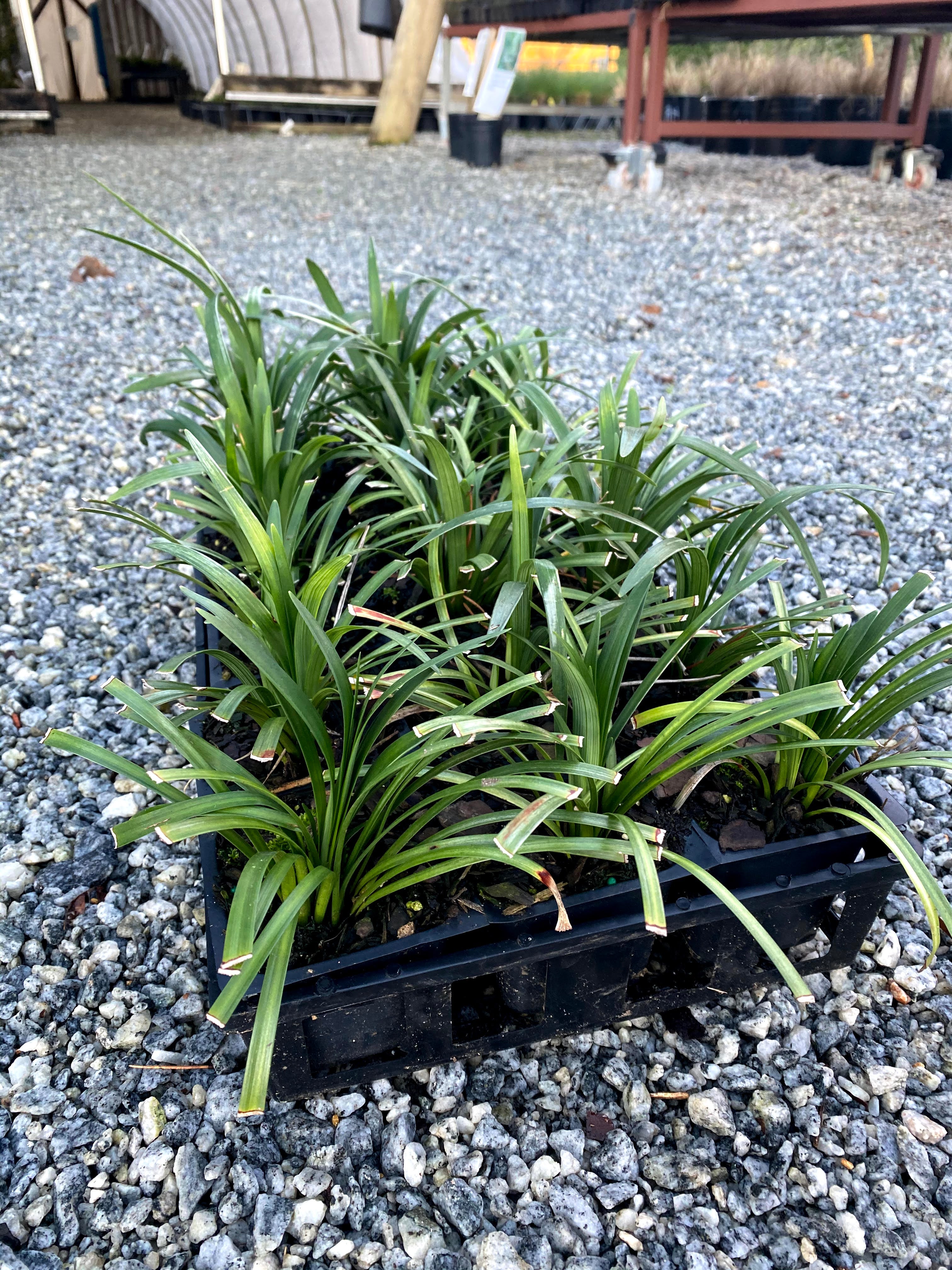 Big Blue Liriope