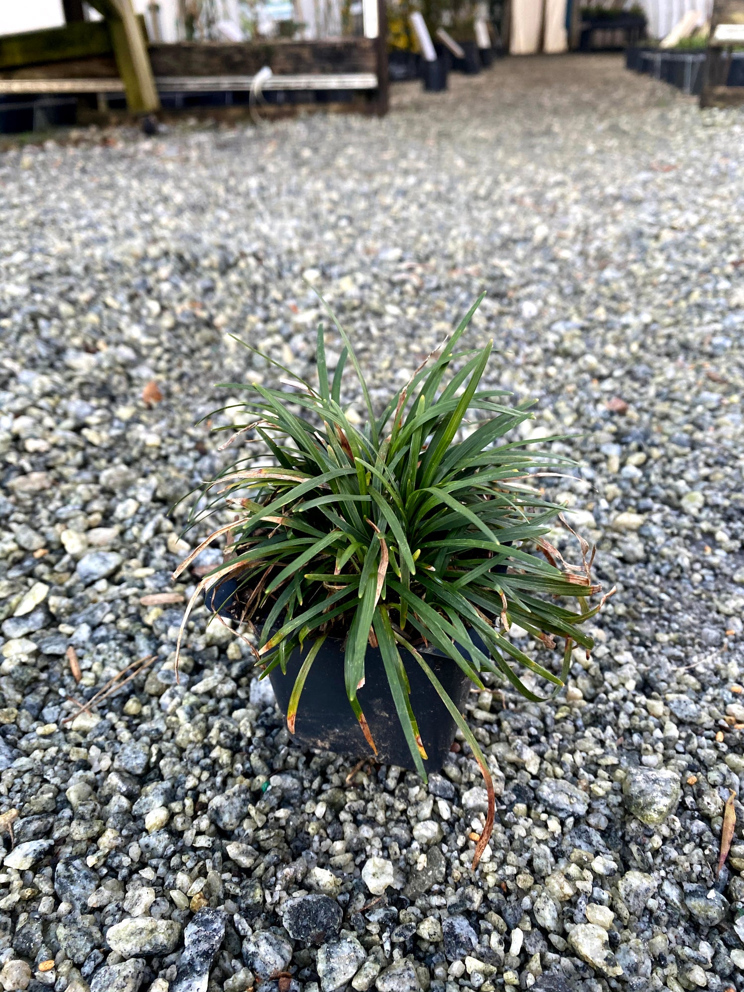 Dwarf Mondo Grass 4"