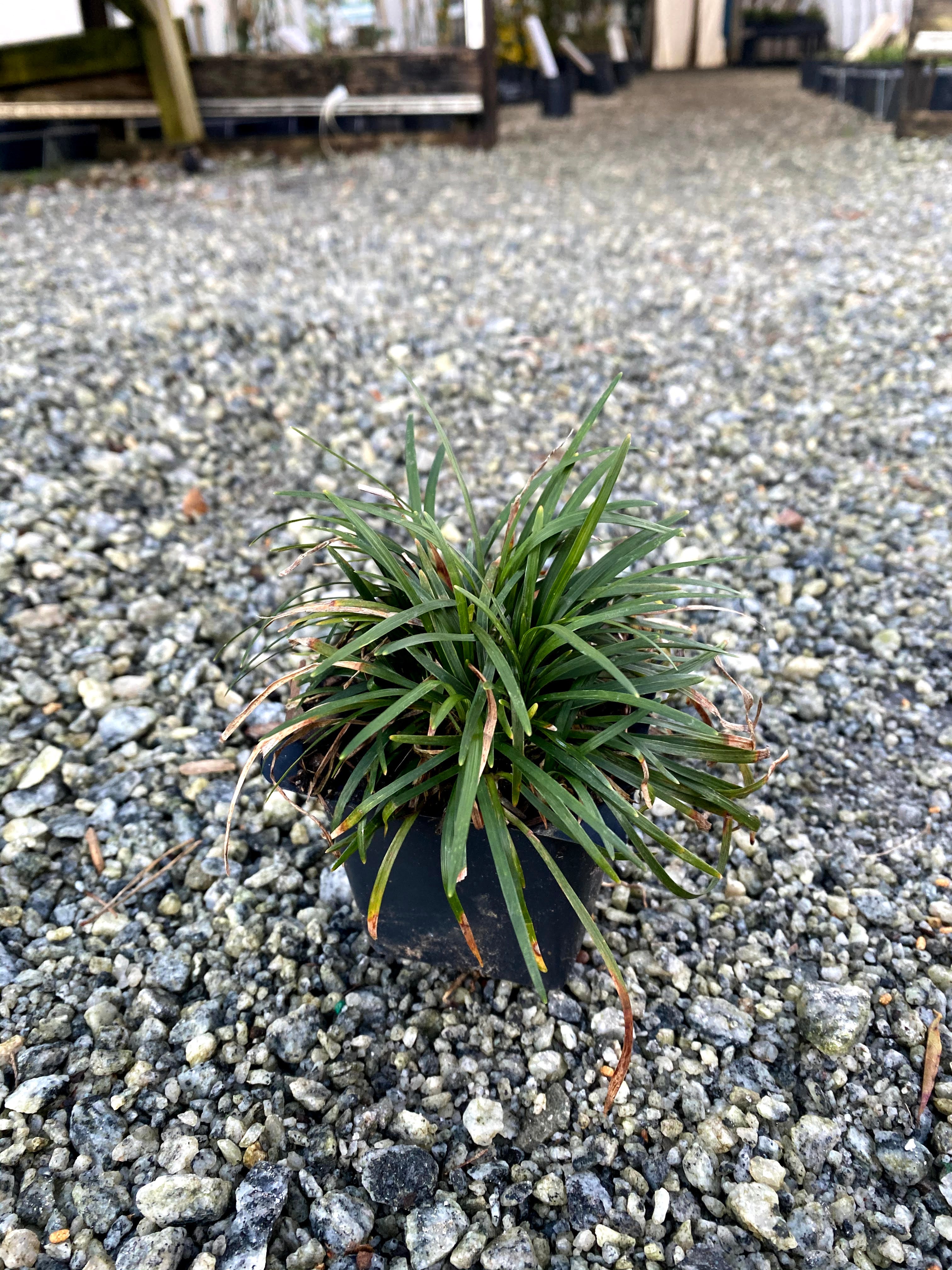 Dwarf Mondo Grass 4"