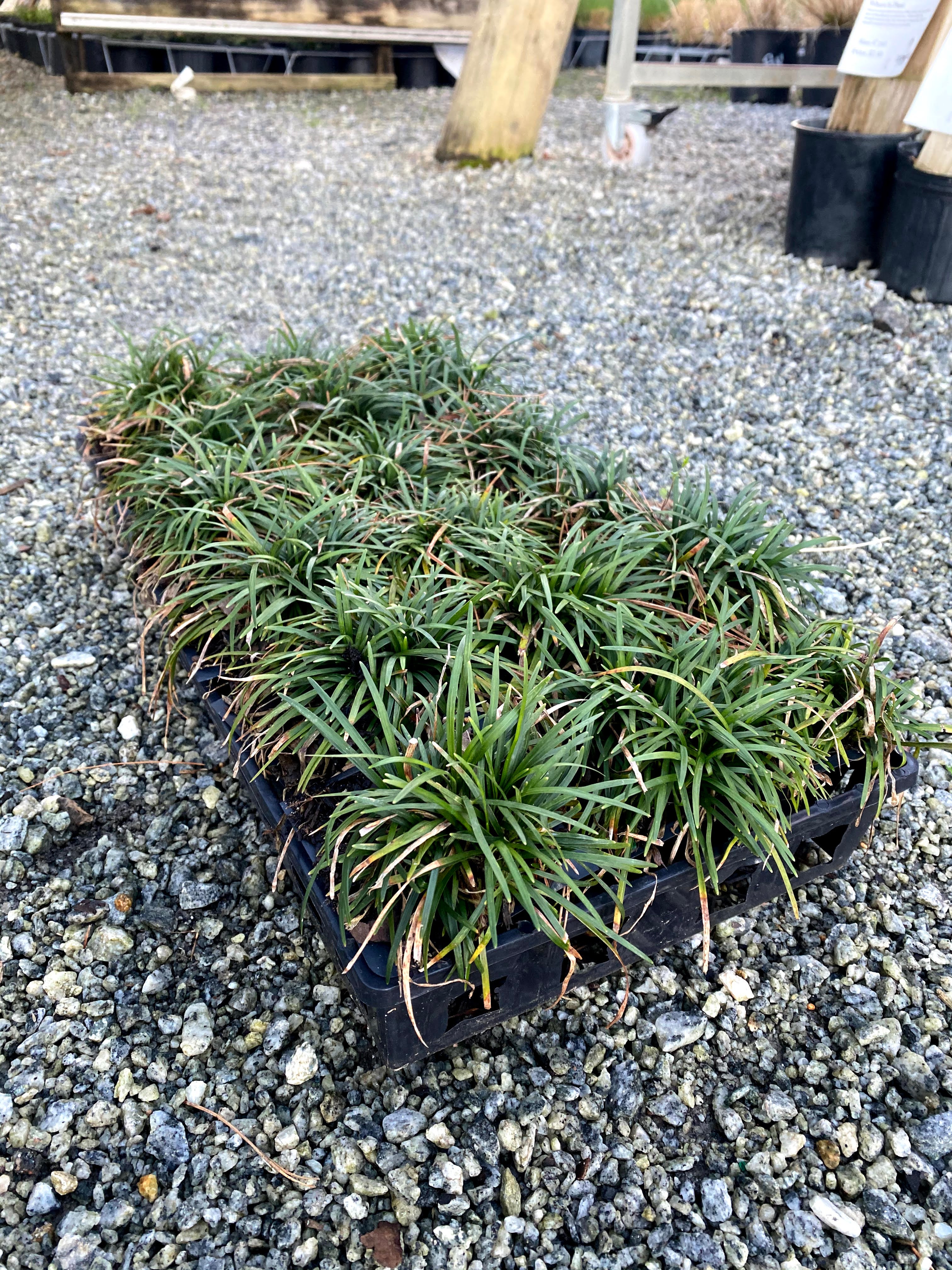 Dwarf Mondo Grass 4"