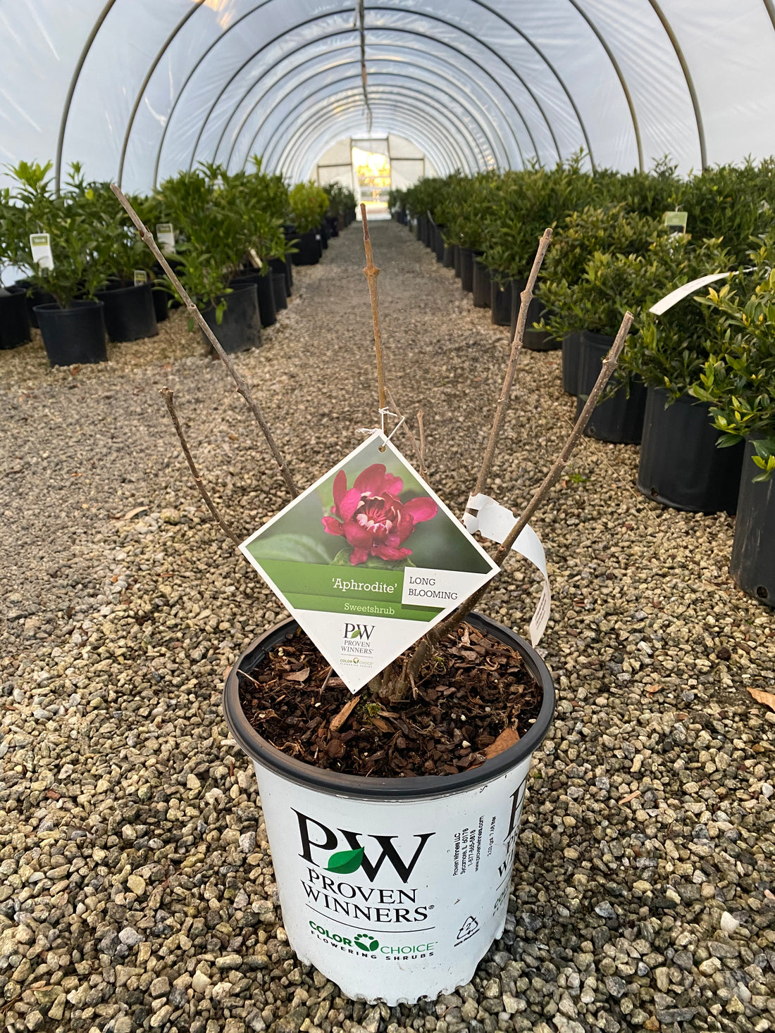 Aphrodite Sweetshrub 3 Gal