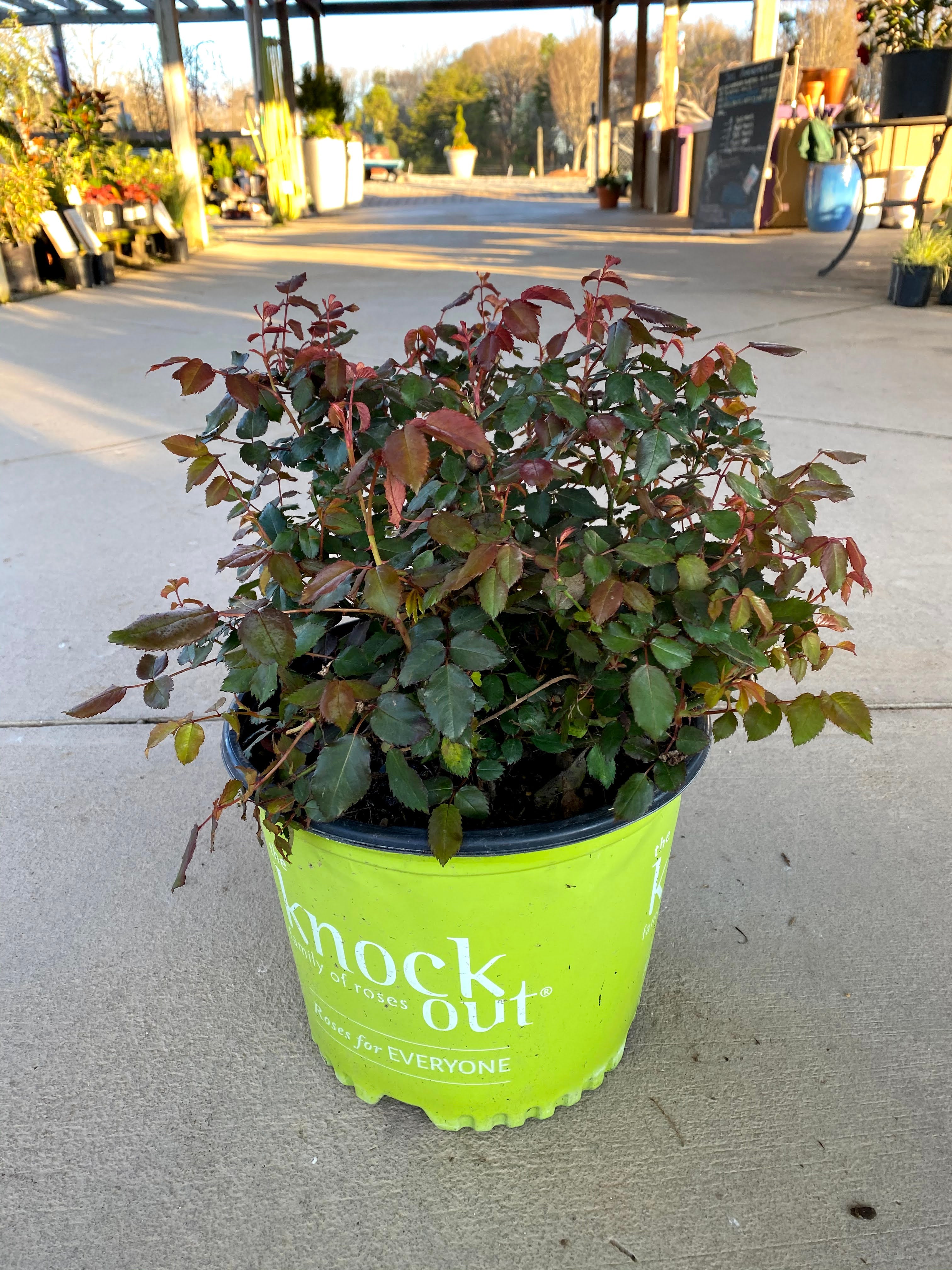 Double Pink Knockout Rose 2&3 Gal