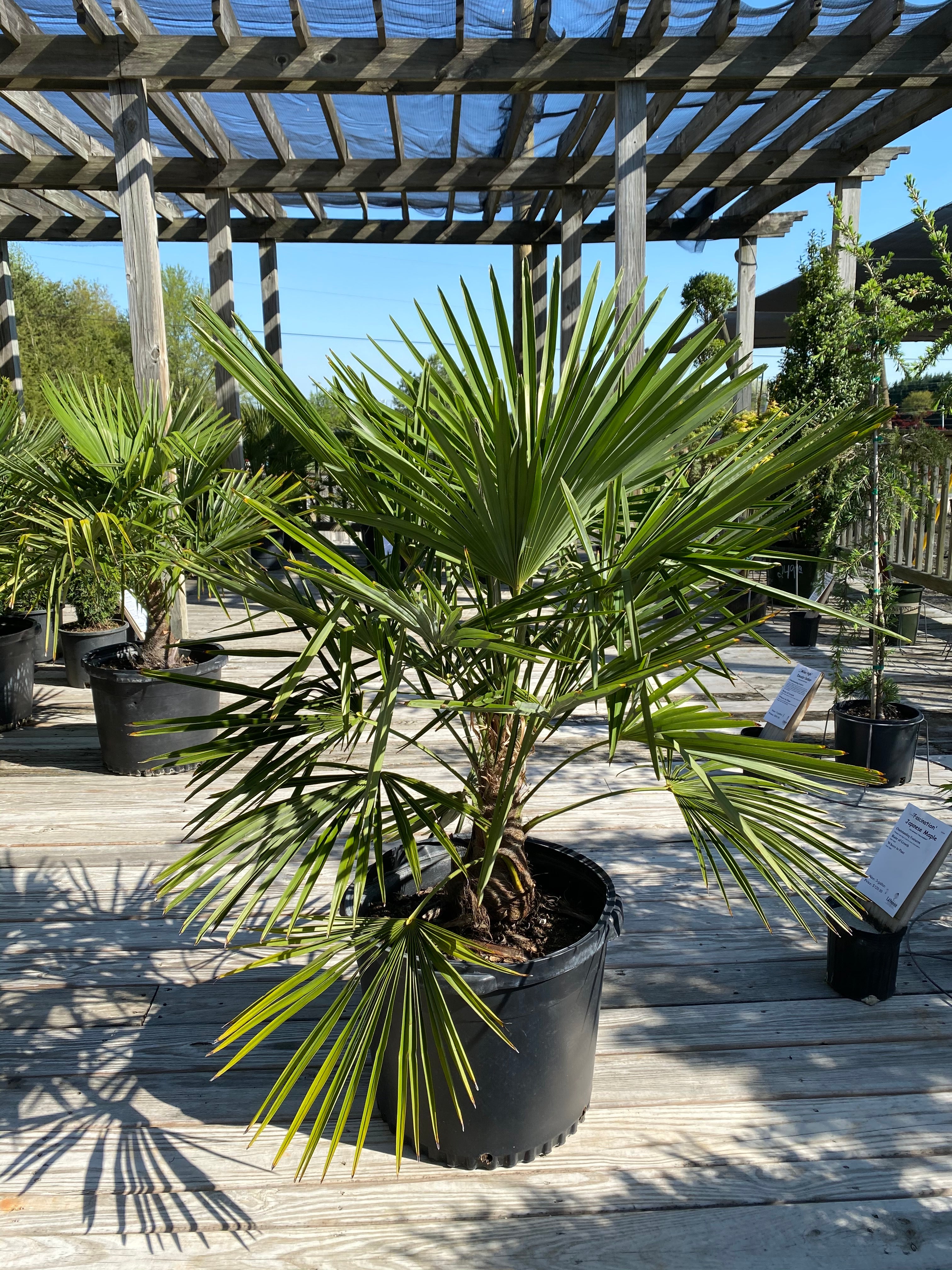 Windmill Palm