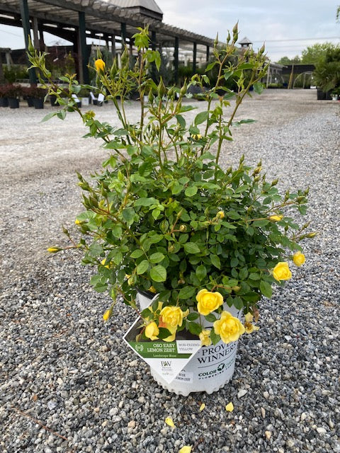 Oso Easy Lemon Zest Rose